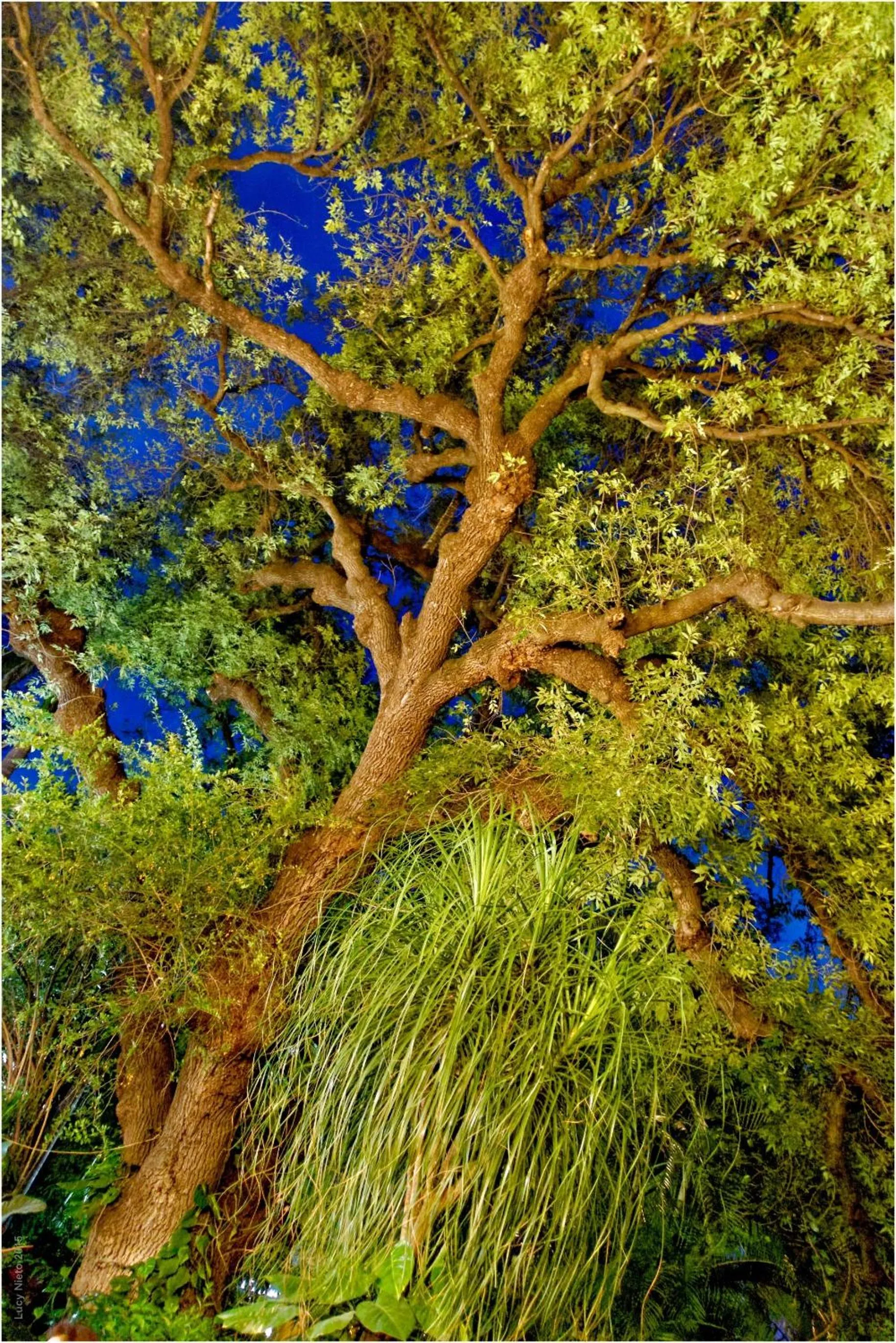 Garden in El Molino Hotel Boutique