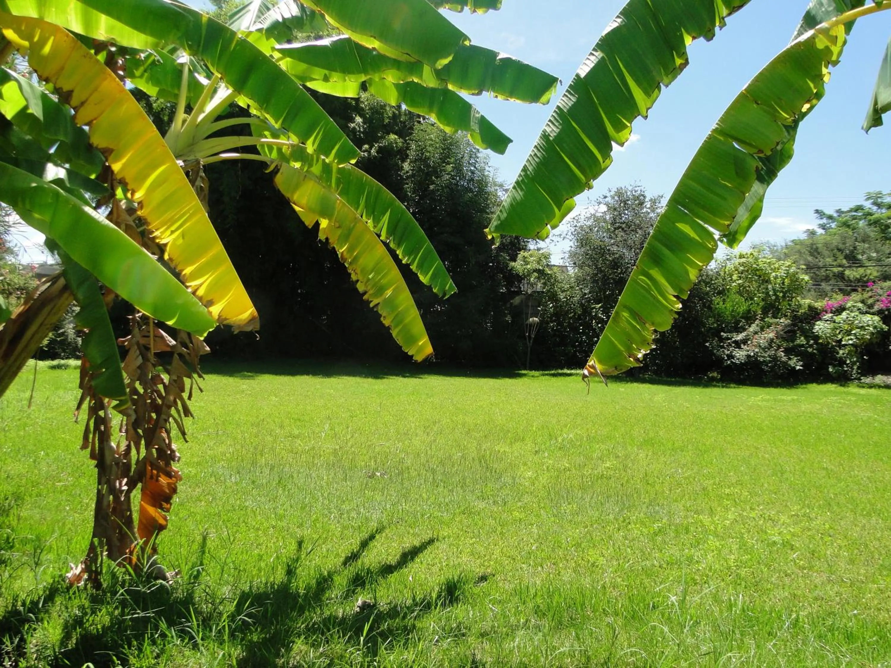 Garden in El Molino Hotel Boutique