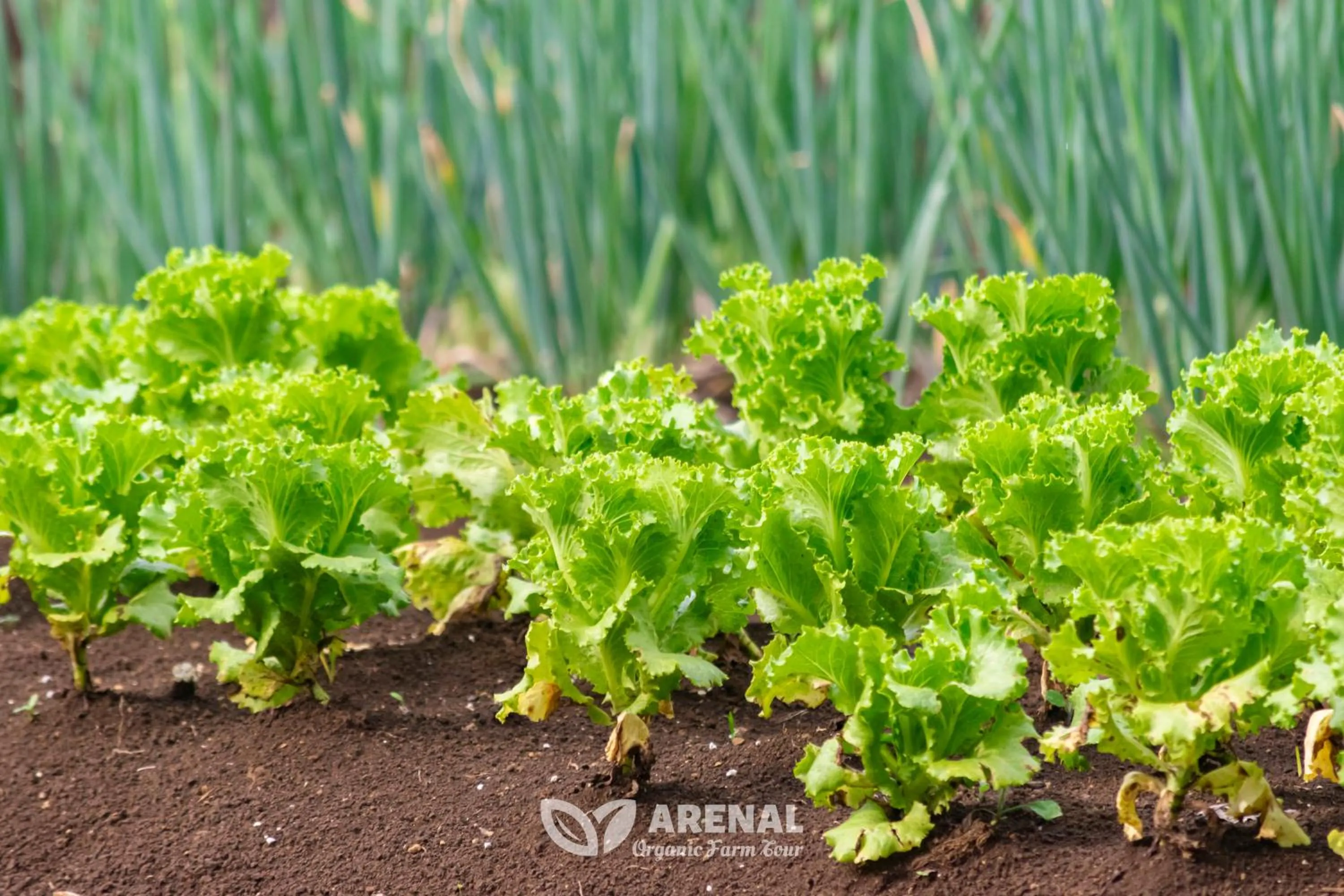 Activities in Hotel Heliconias Nature Inn & Hot Springs