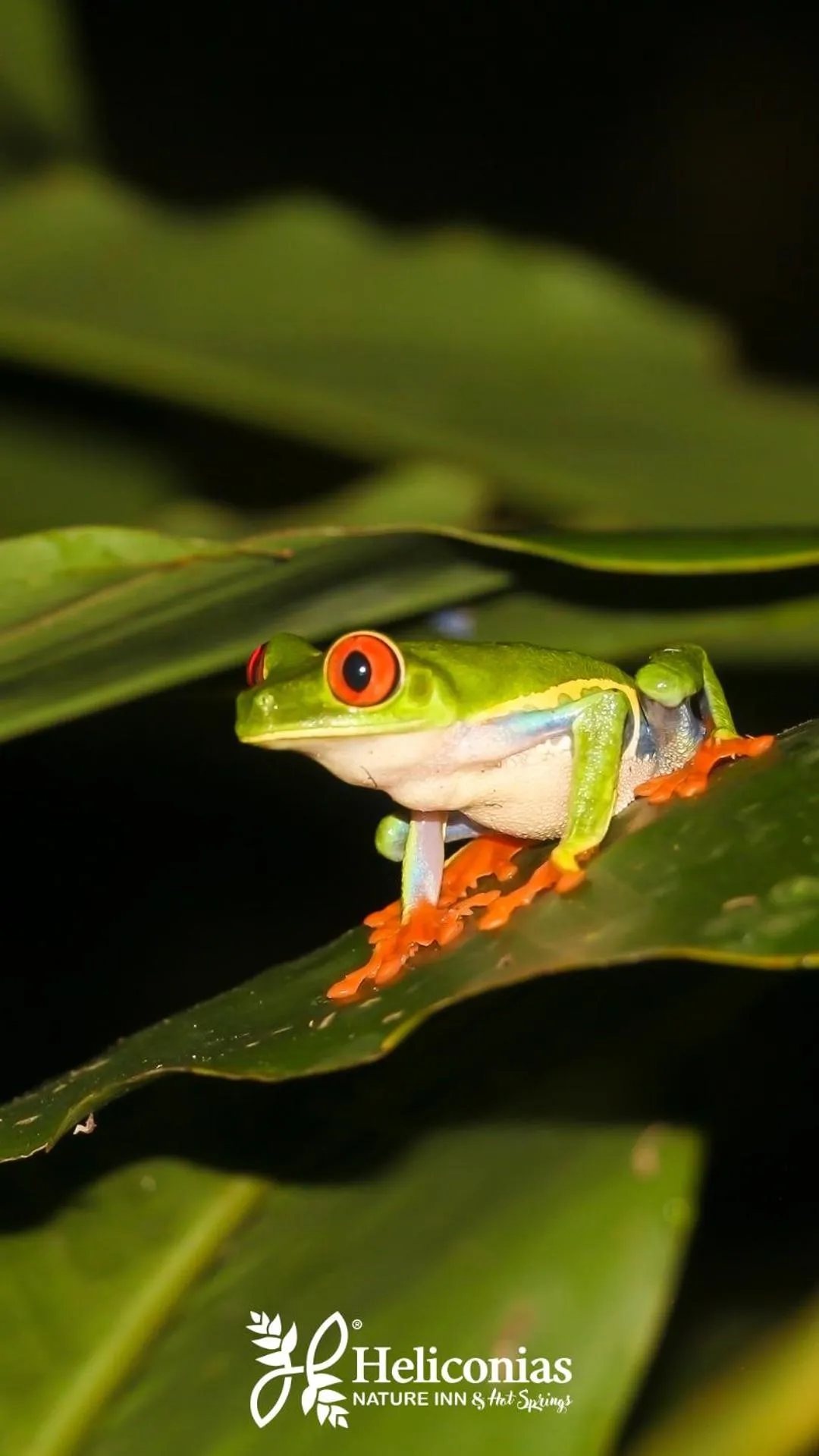 Activities in Hotel Heliconias Nature Inn & Hot Springs