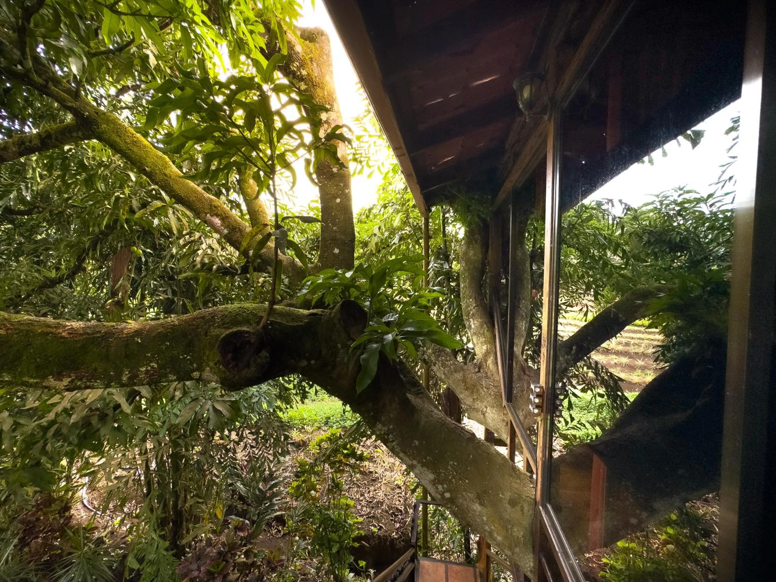 Garden view in Hotel Heliconias Nature Inn & Hot Springs
