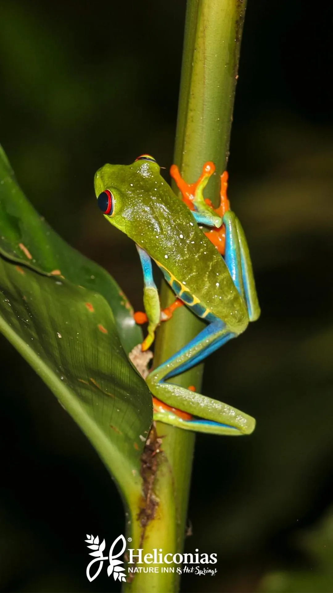 Activities in Hotel Heliconias Nature Inn & Hot Springs