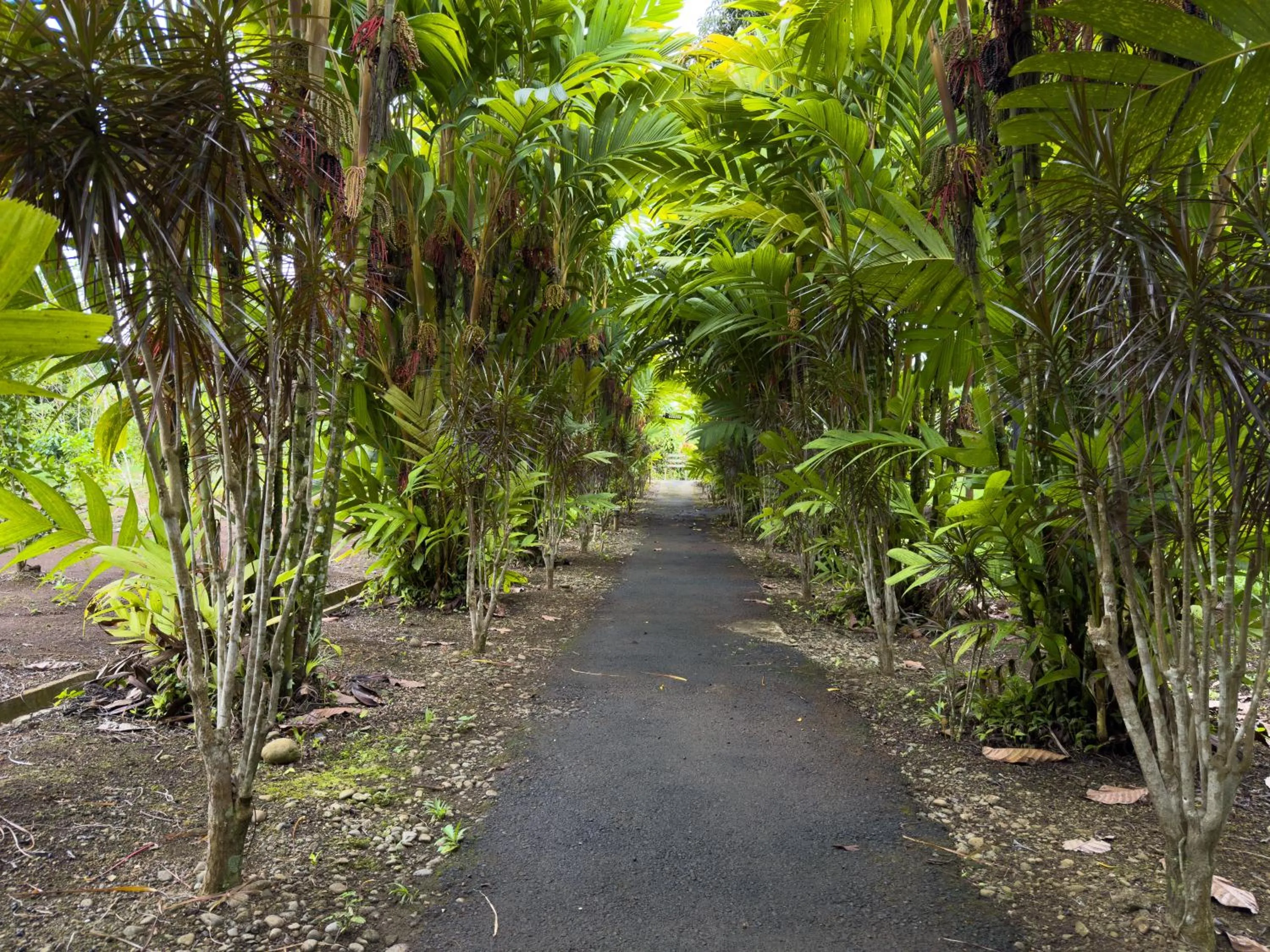 Garden in Hotel Heliconias Nature Inn & Hot Springs