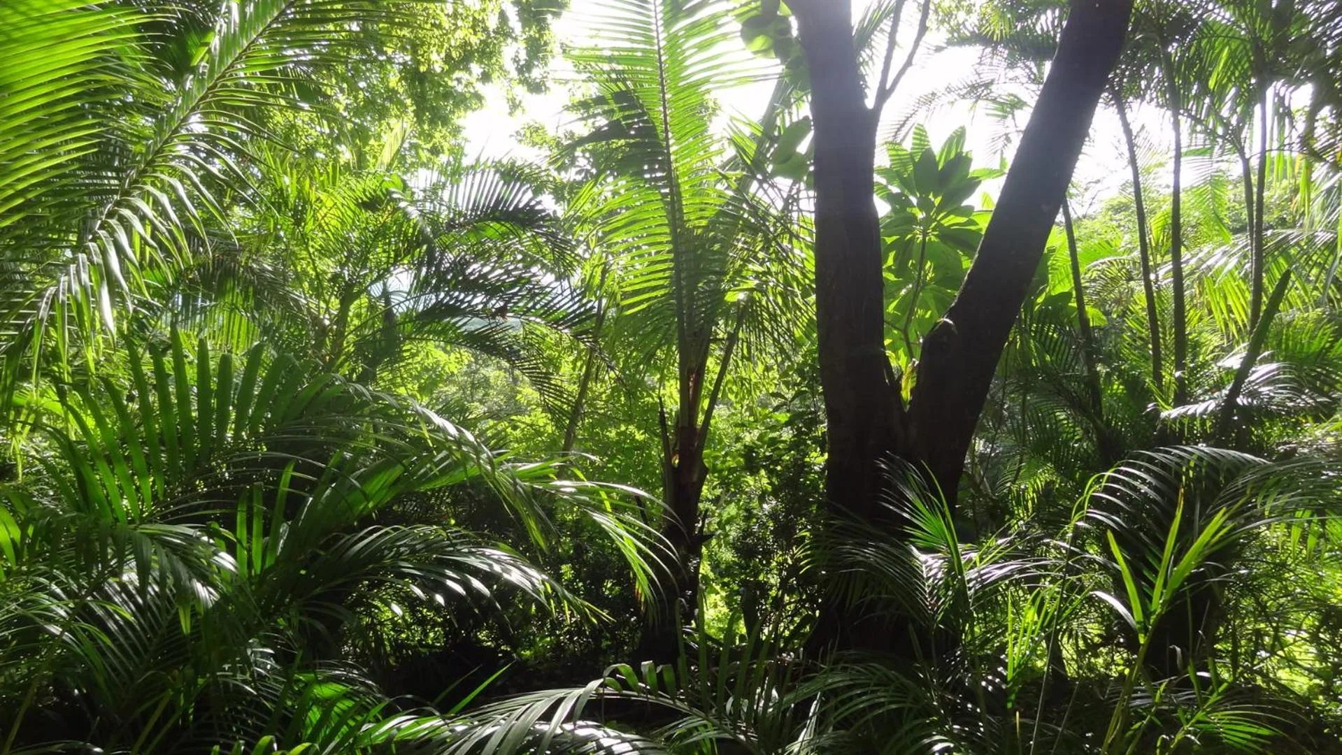 Garden in Nosara Sunrise Bed and Breakfast