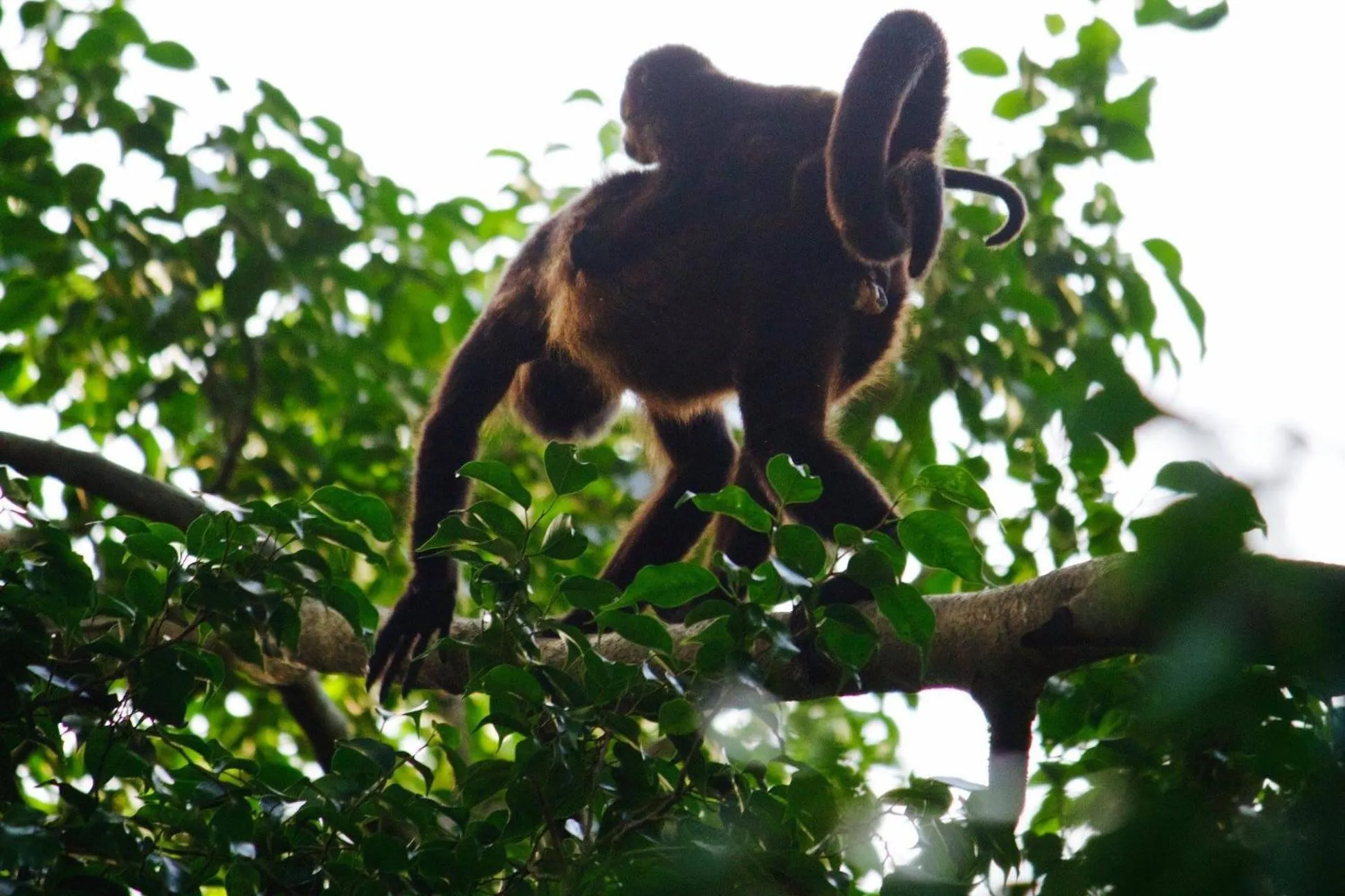 Animals in Nosara Sunrise Bed and Breakfast