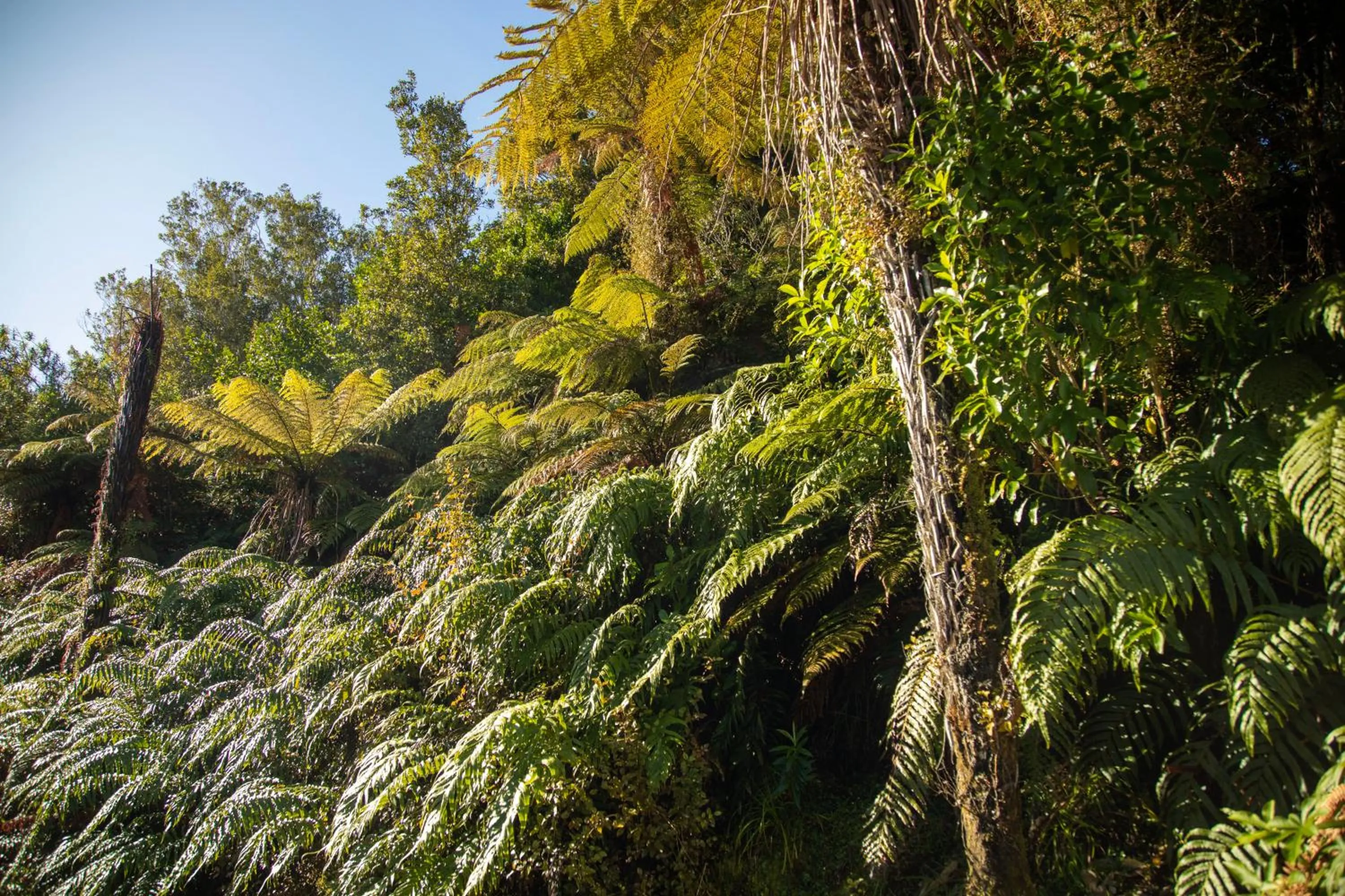 Natural landscape in Ivorytowers Accommodation