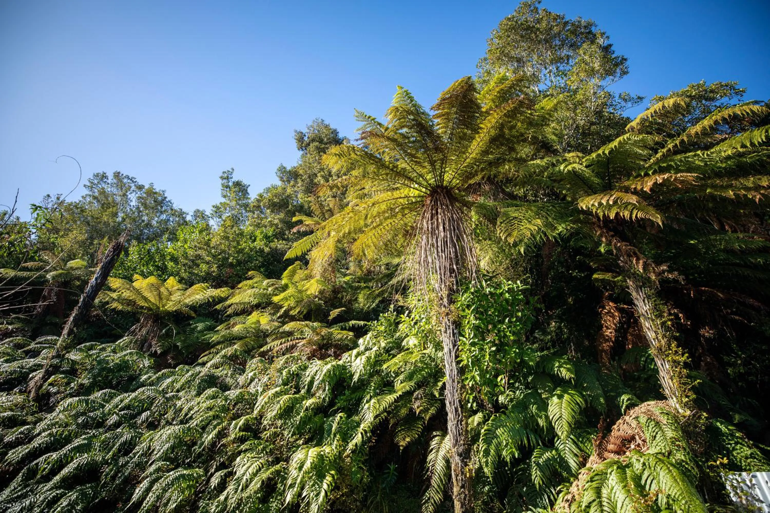 Natural landscape in Ivorytowers Accommodation