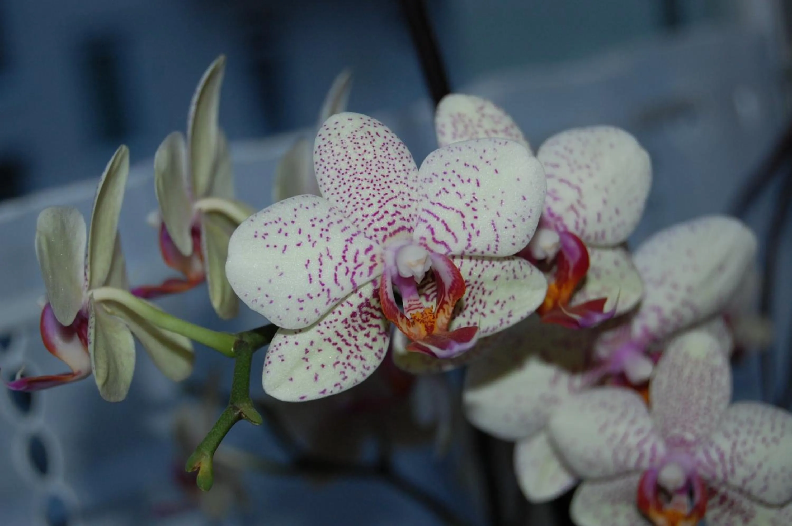 Decorative detail in Hotel Marienhof