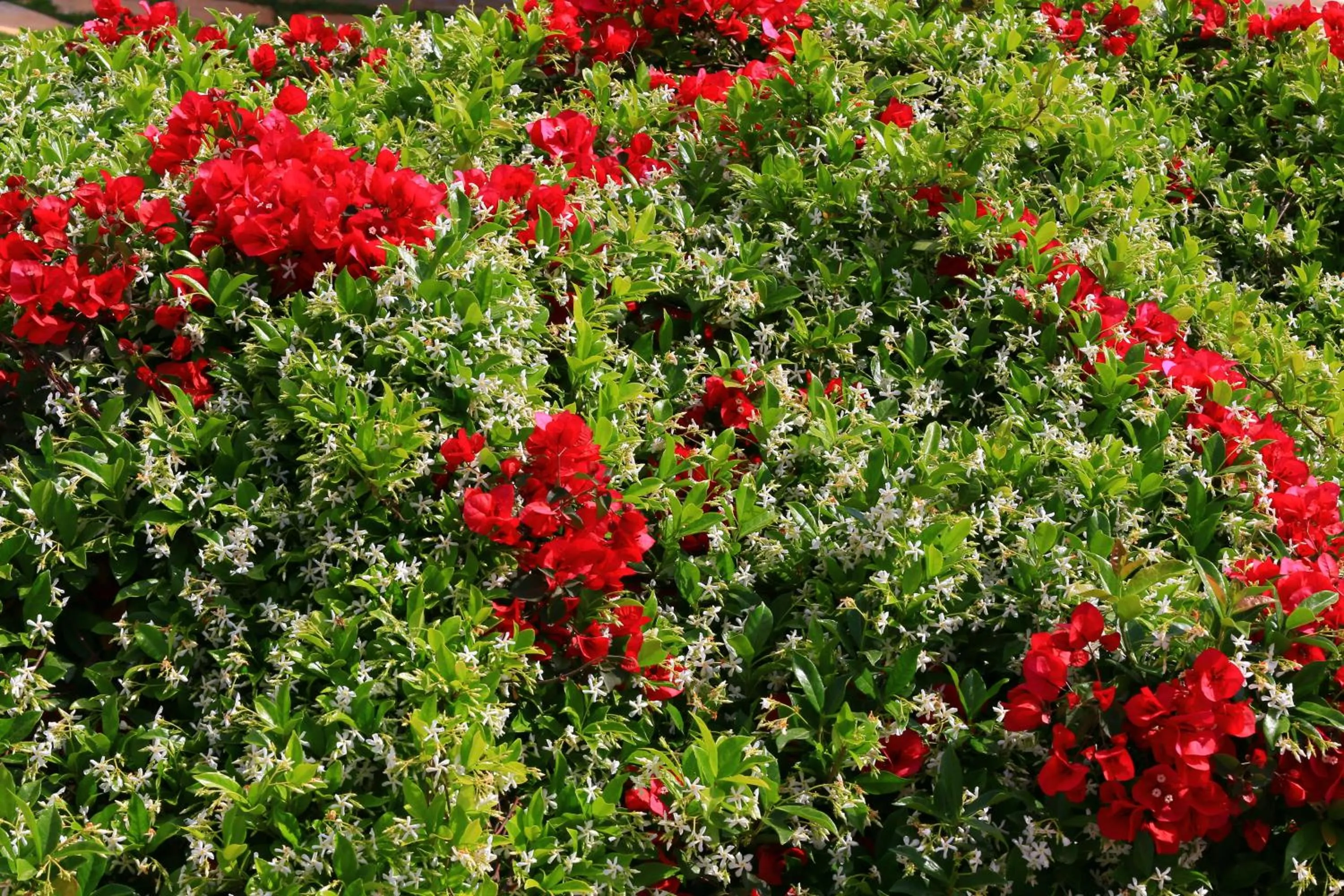 Garden in Mesogeios Hotel