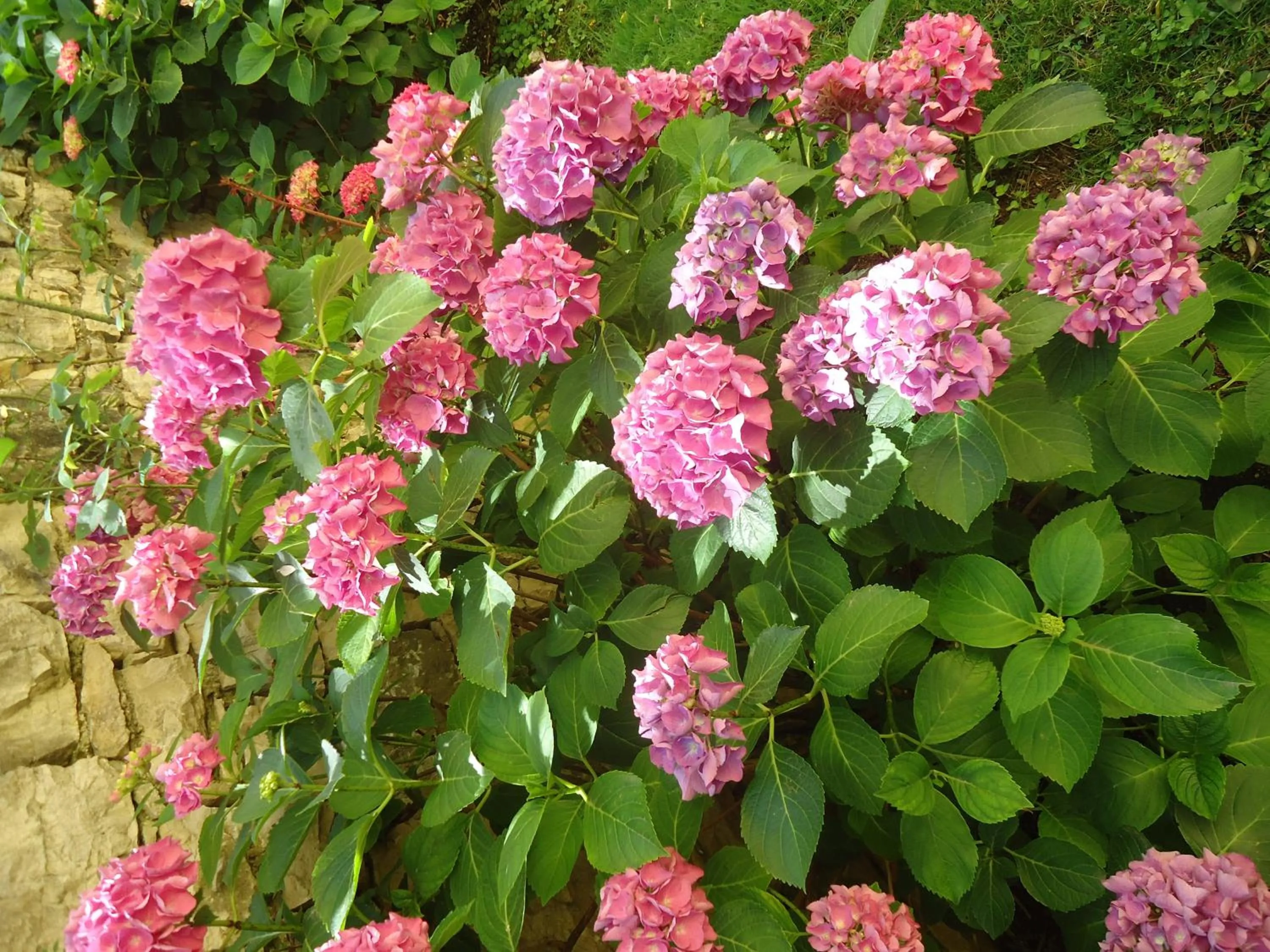 Garden in Residence il Cedro