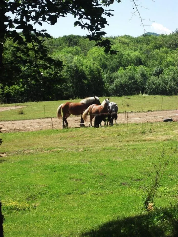 Animals in Chalets du Bois de Vache
