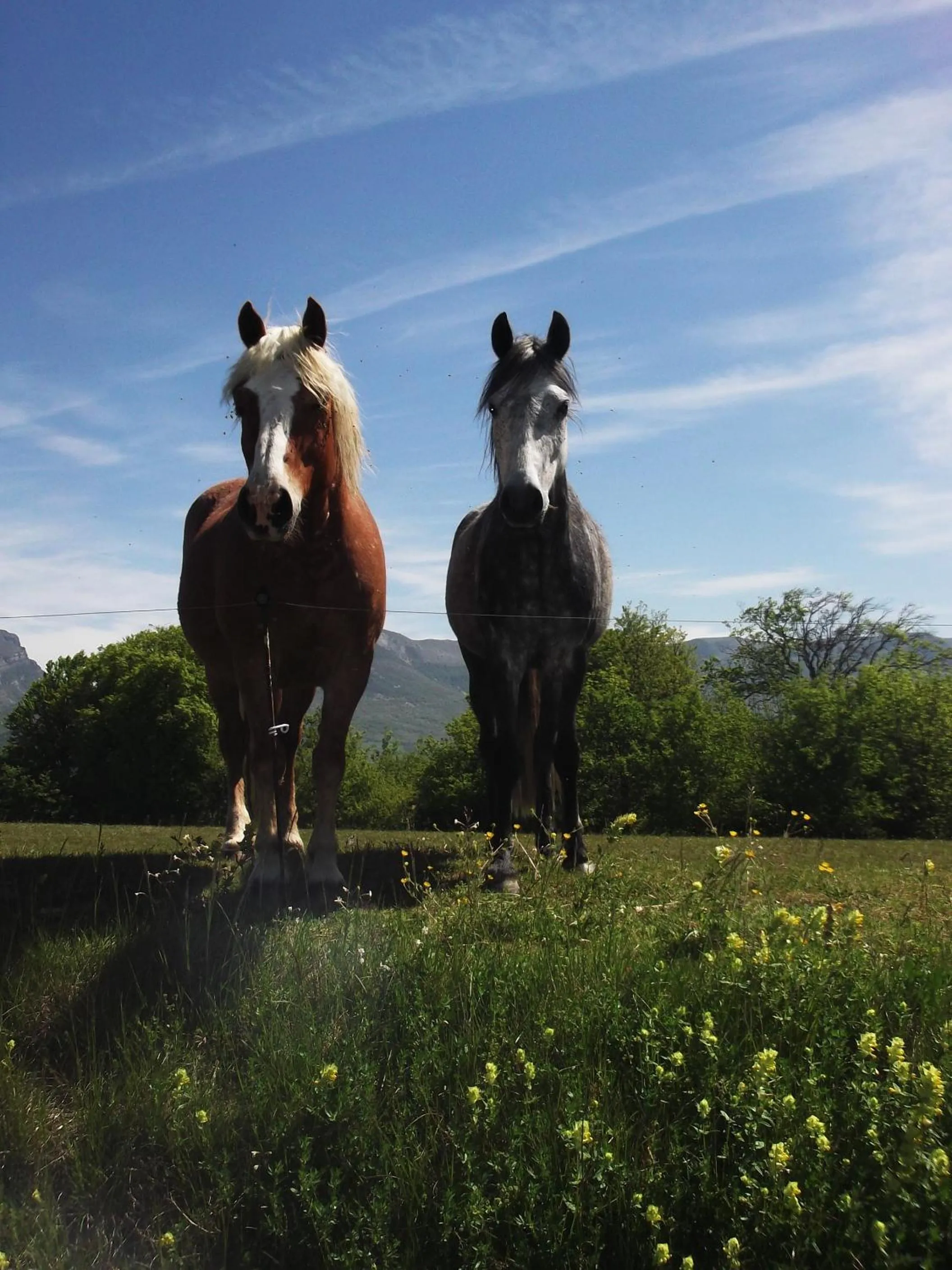 Animals in Chalets du Bois de Vache
