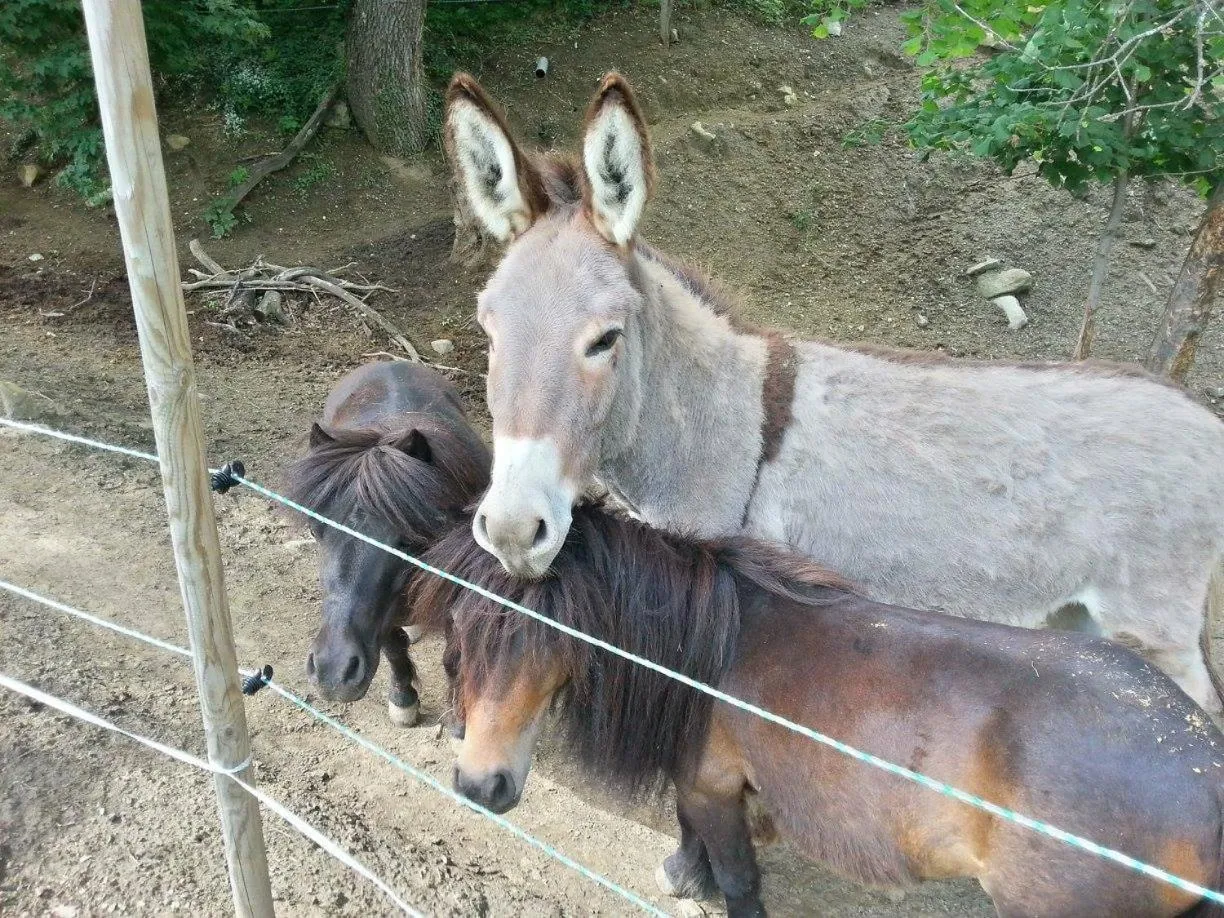 Animals in Chalets du Bois de Vache