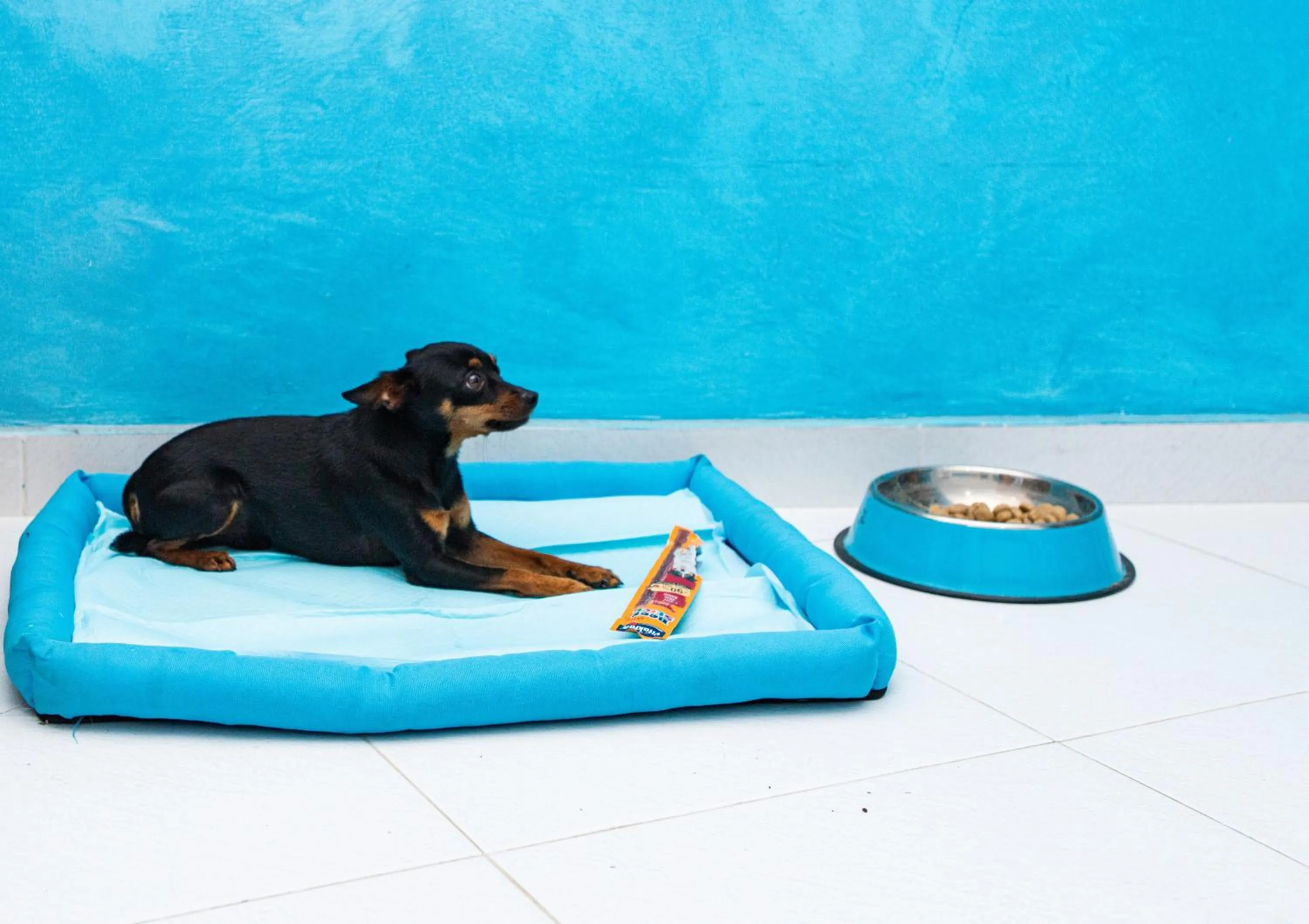 Animals in Hotel Blu Eden