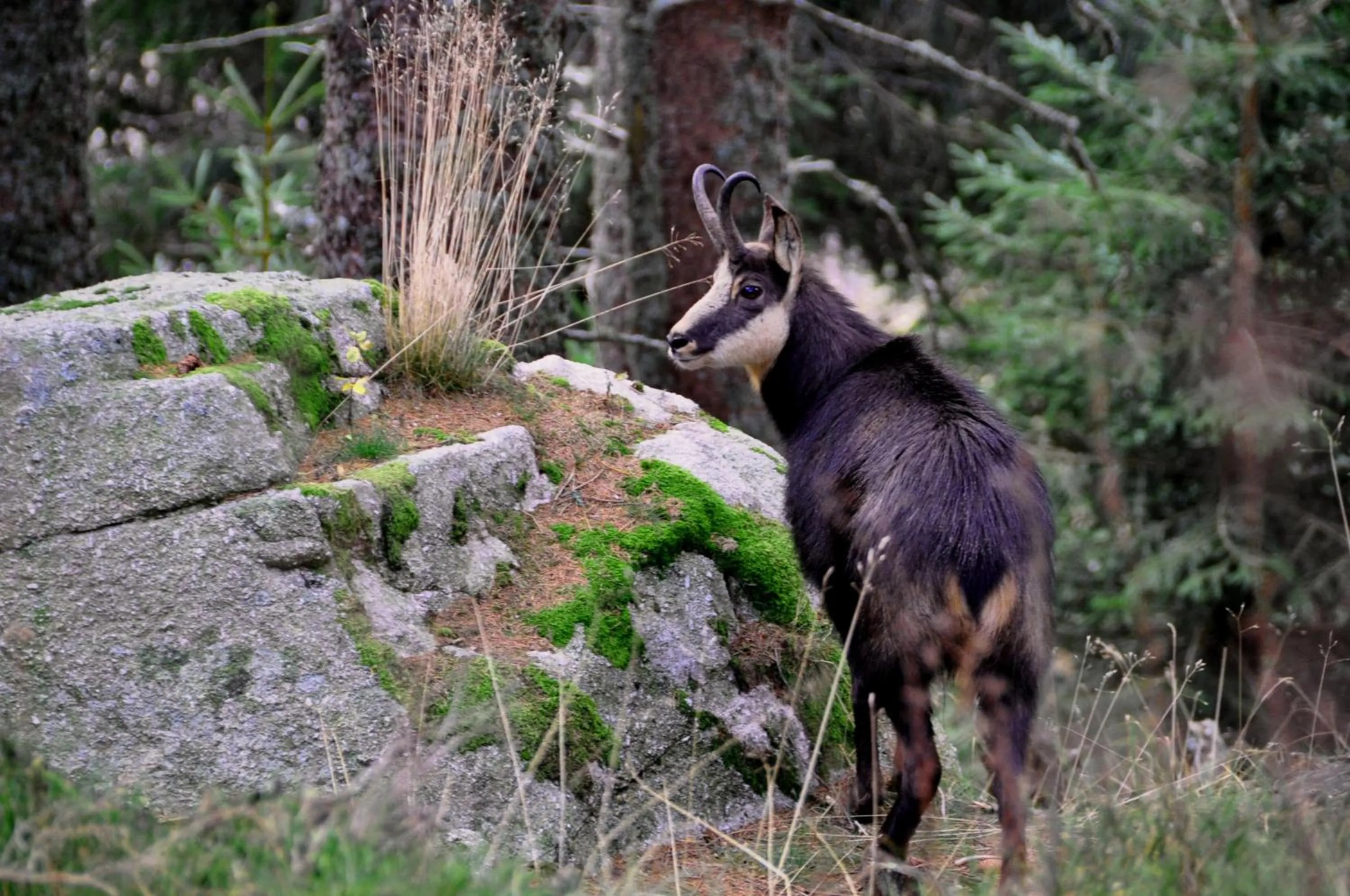 Off site in Logis Hôtel - Restaurant Aux Bruyères