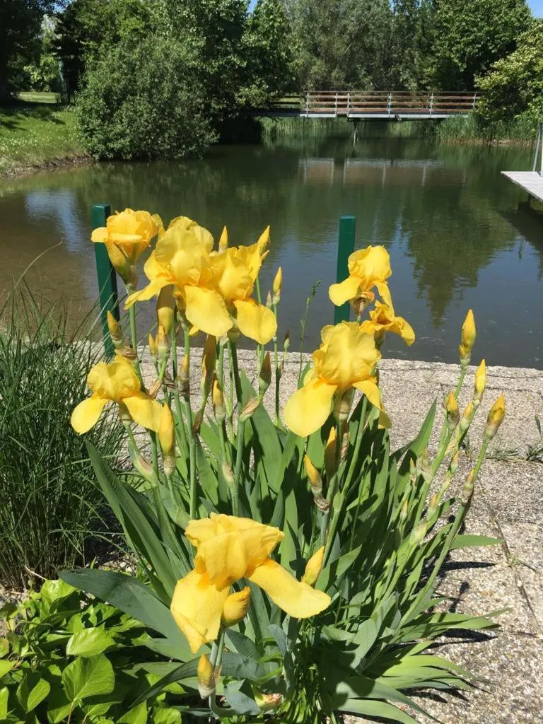 Garden view in Tennis Golf Hotel Höllrigl