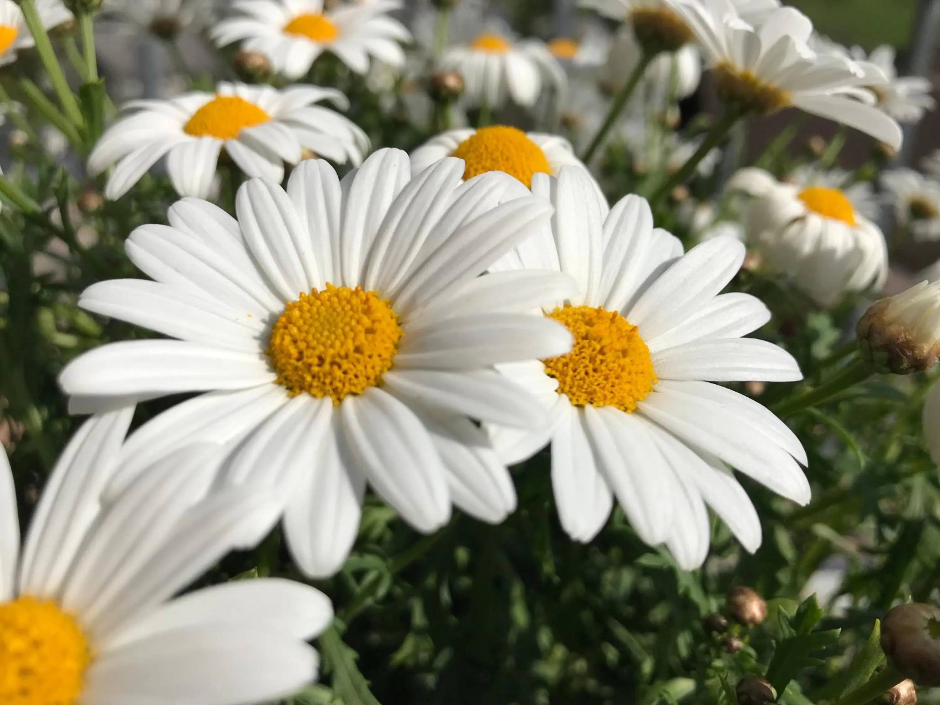 Garden in Pension Glöcklehof