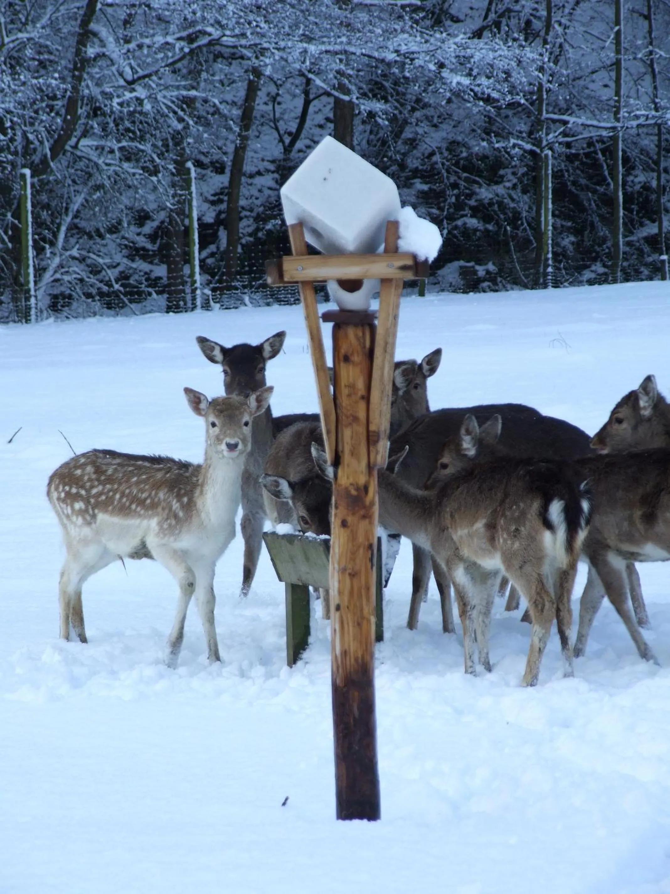 Natural landscape in Hotel Forsthaus