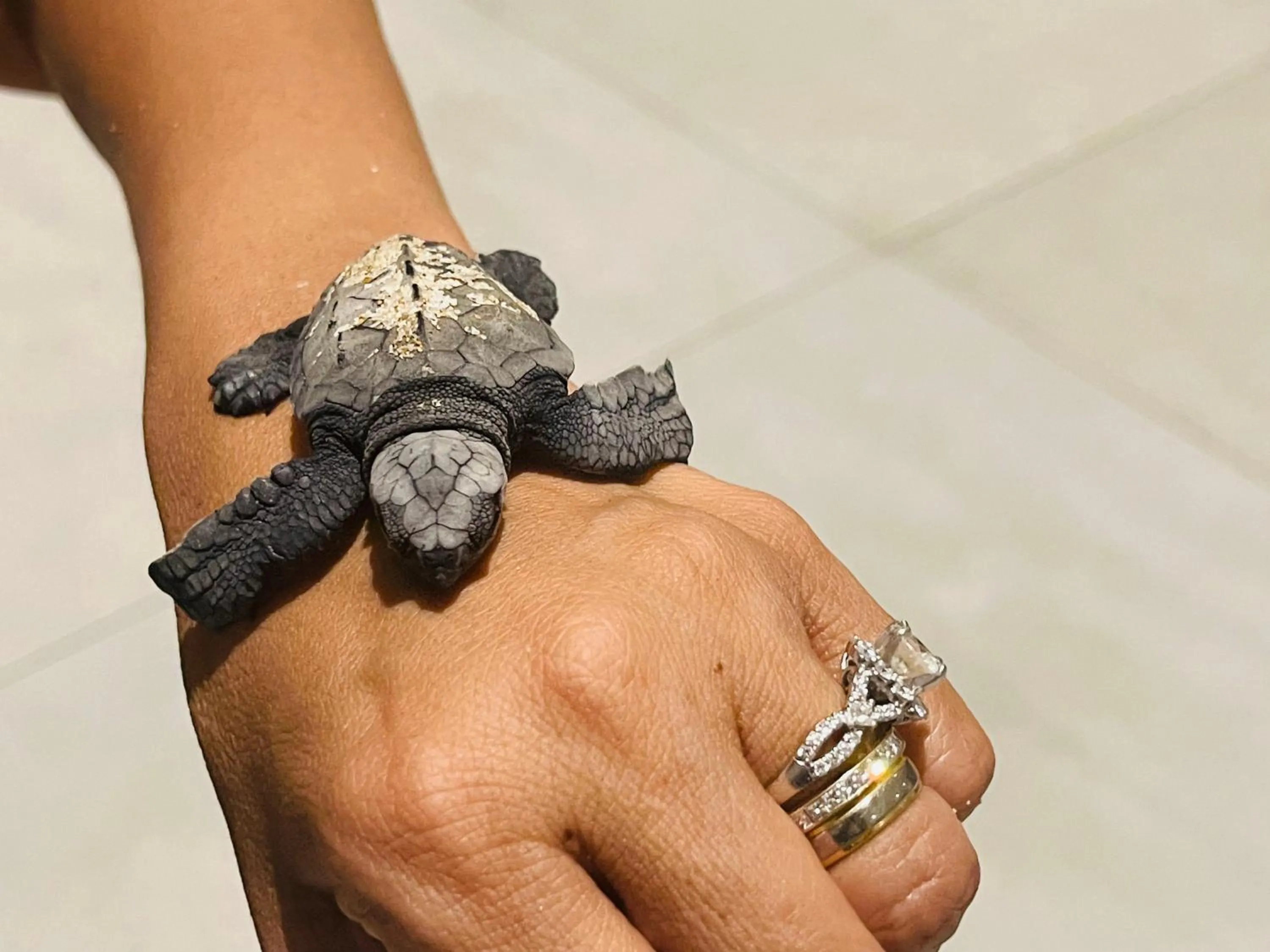 Sea view in Vis Ta Vie -Thema Collection