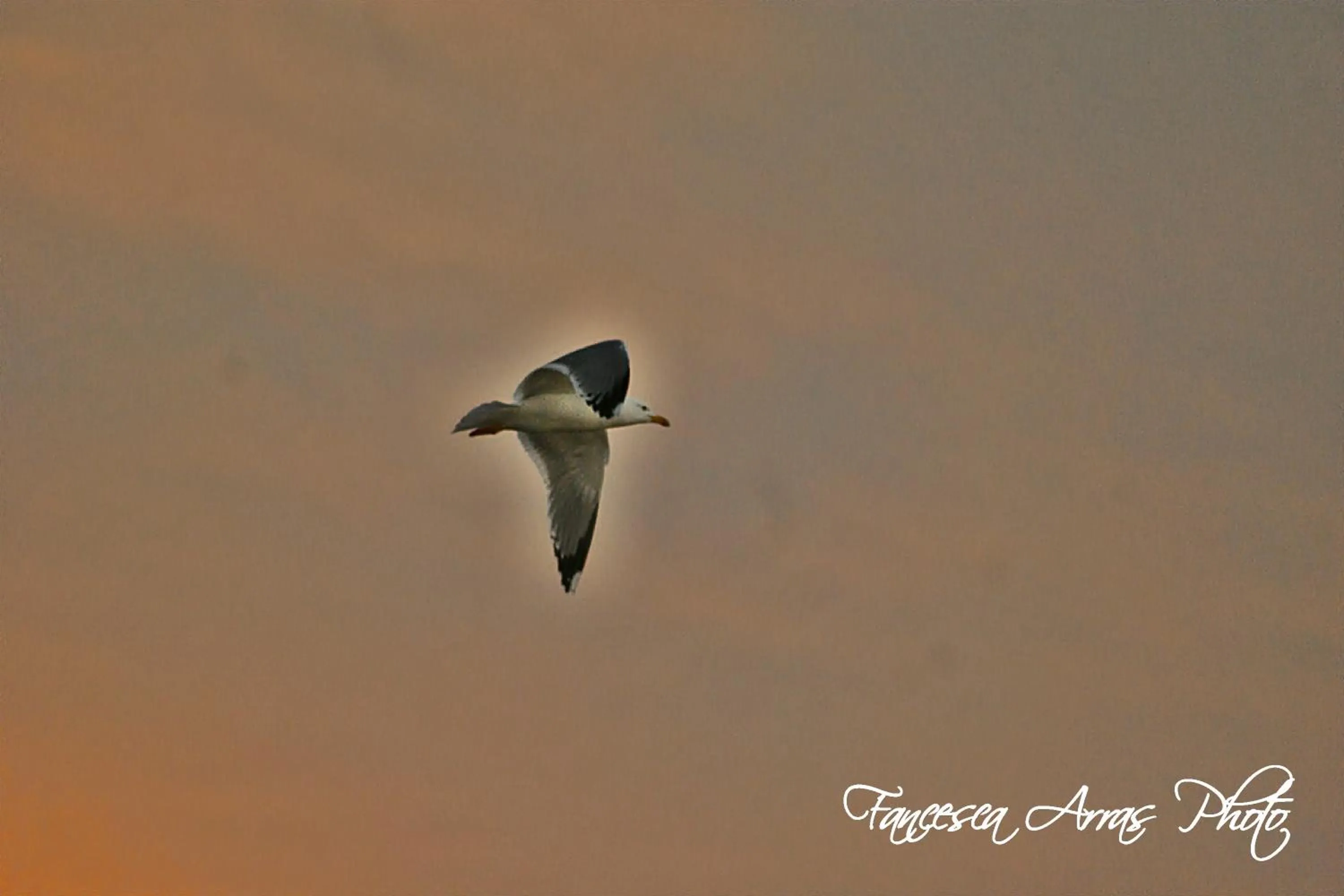 Animals in Residenze L'Isola Surf House