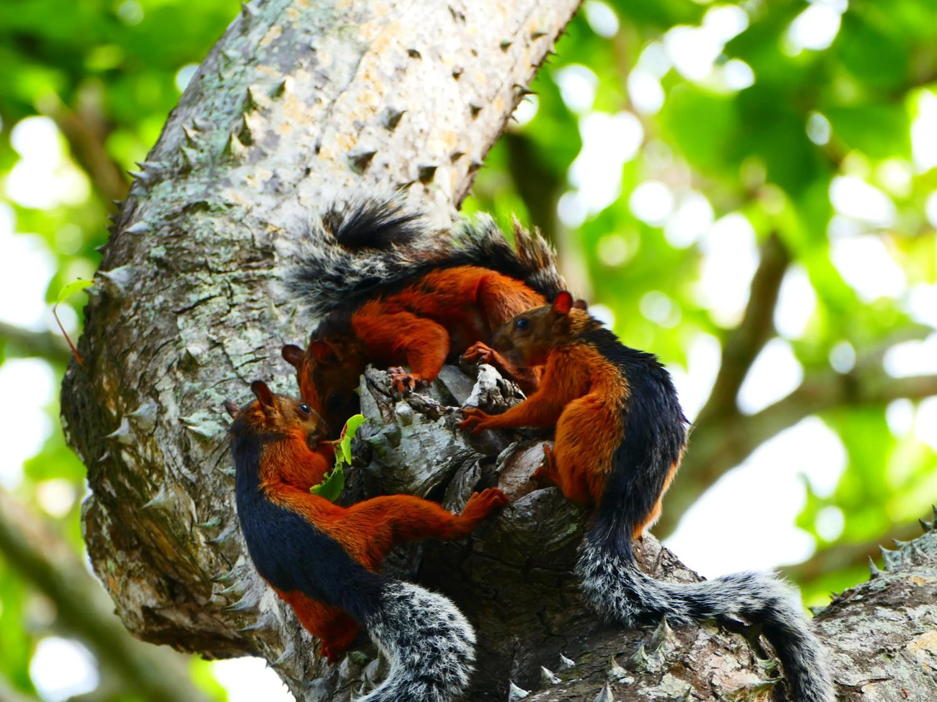 Animals in Maoritsio Garden Studios