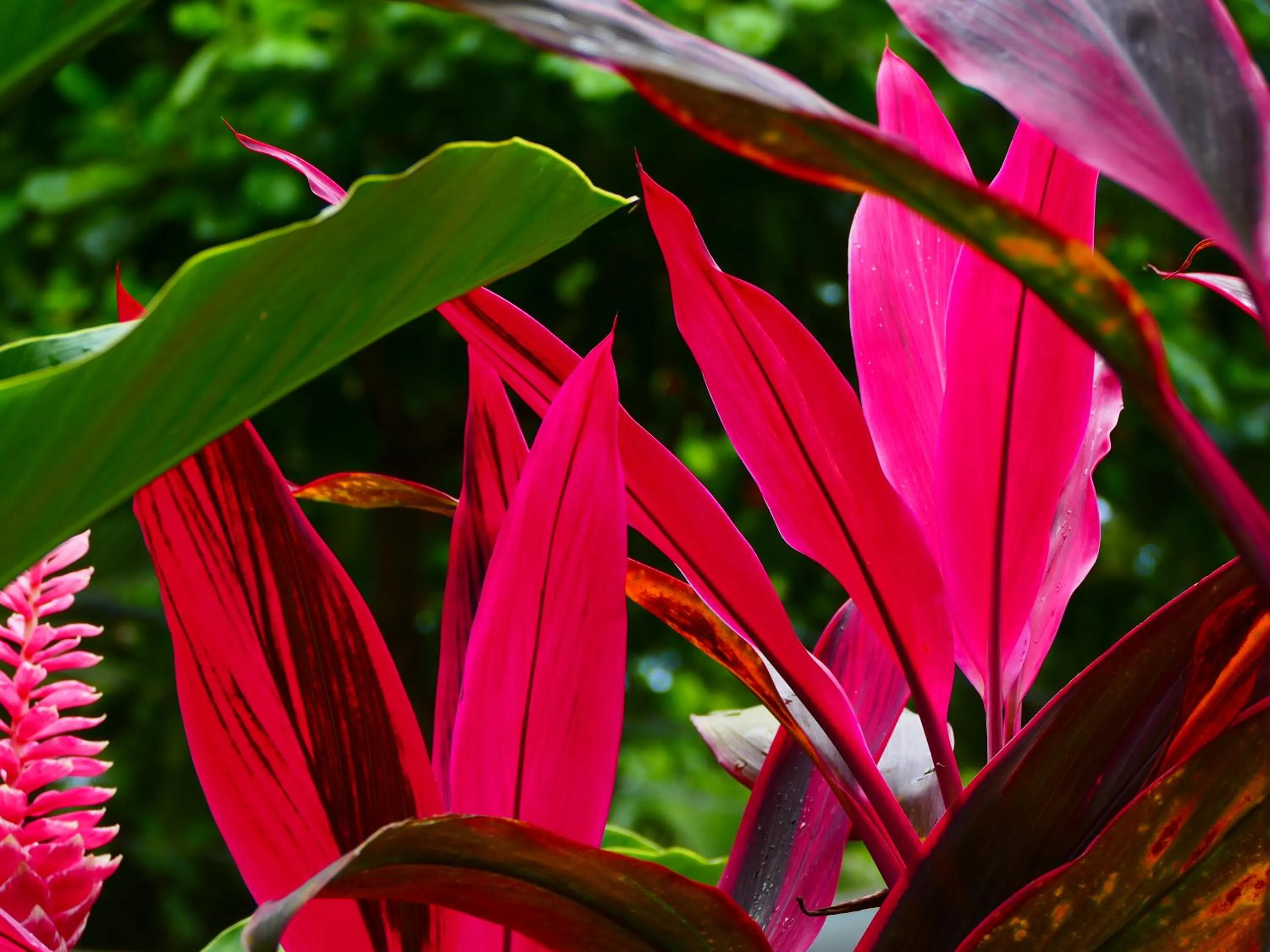 Garden in Maoritsio Garden Studios