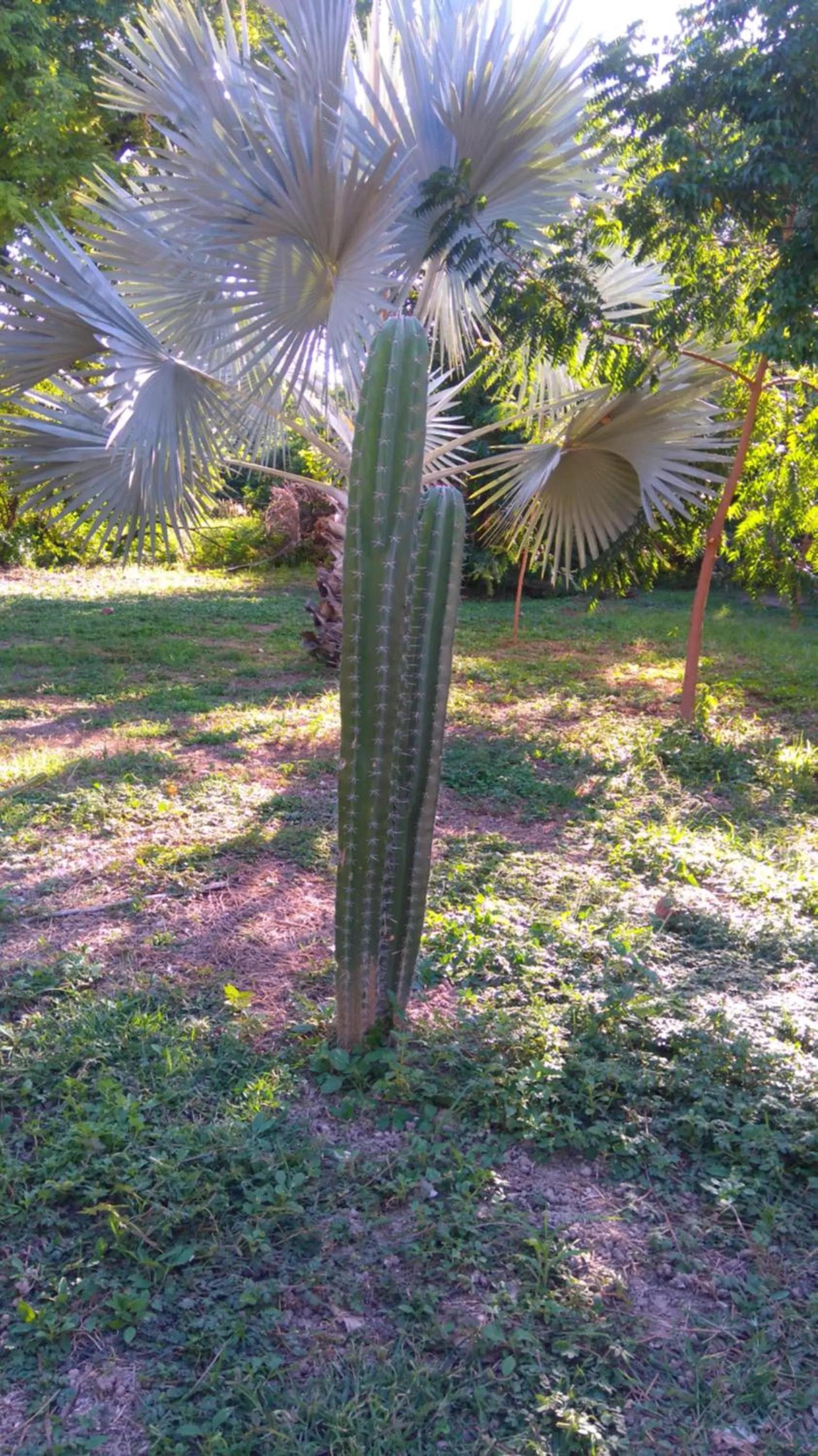 Garden view in Arizona Ranch Hotel