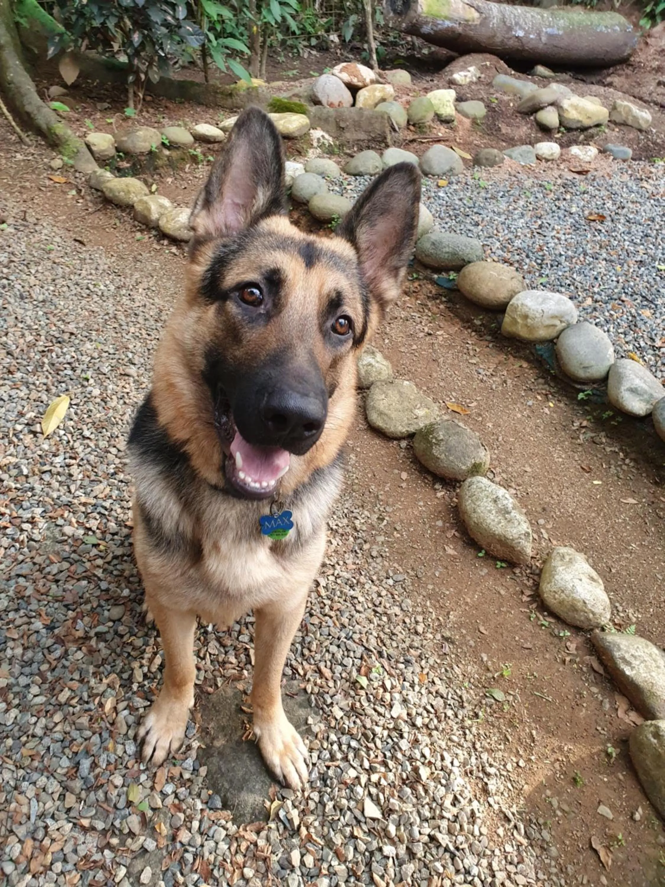 Animals in Tucan Hotel