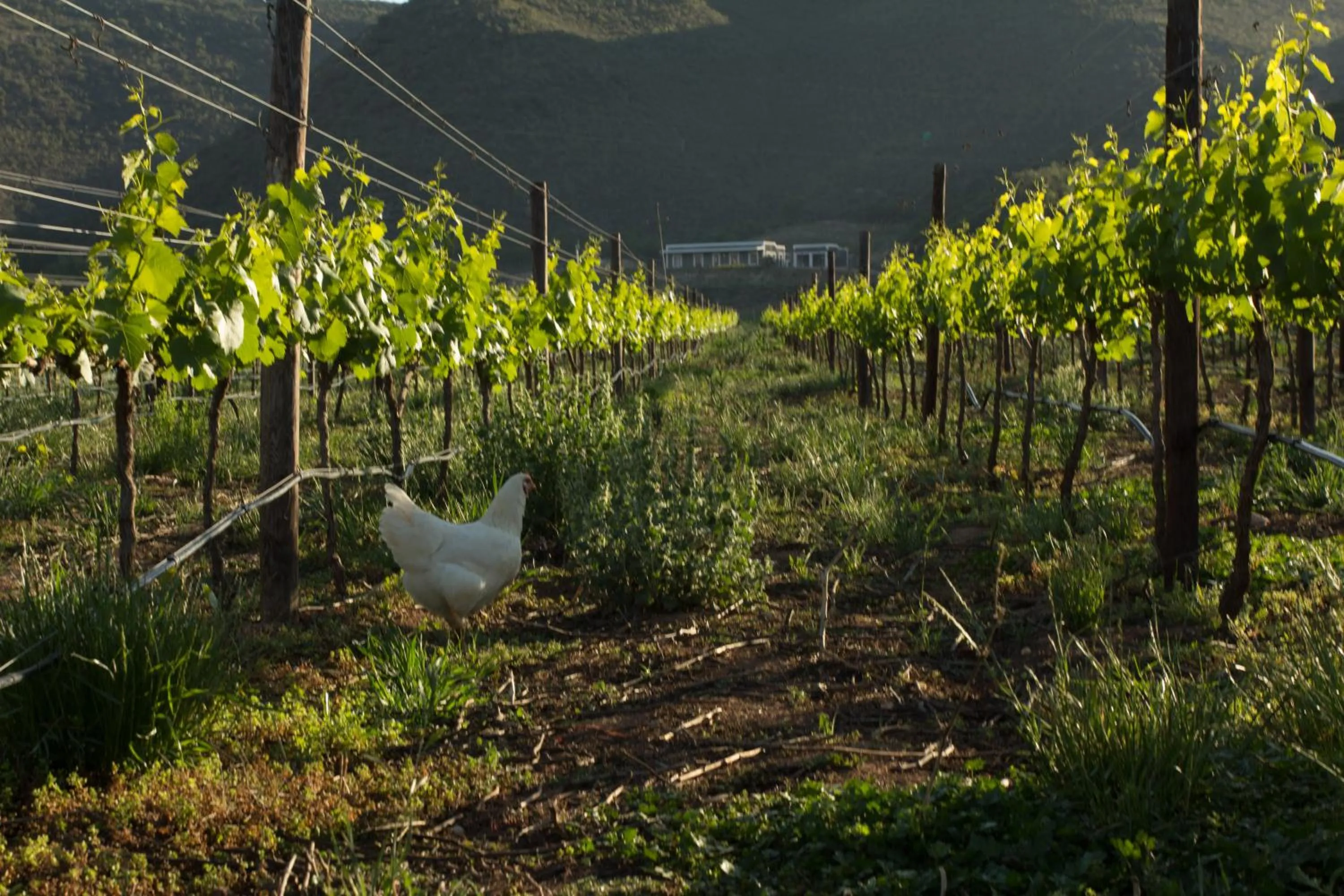 Animals in De Kombuys