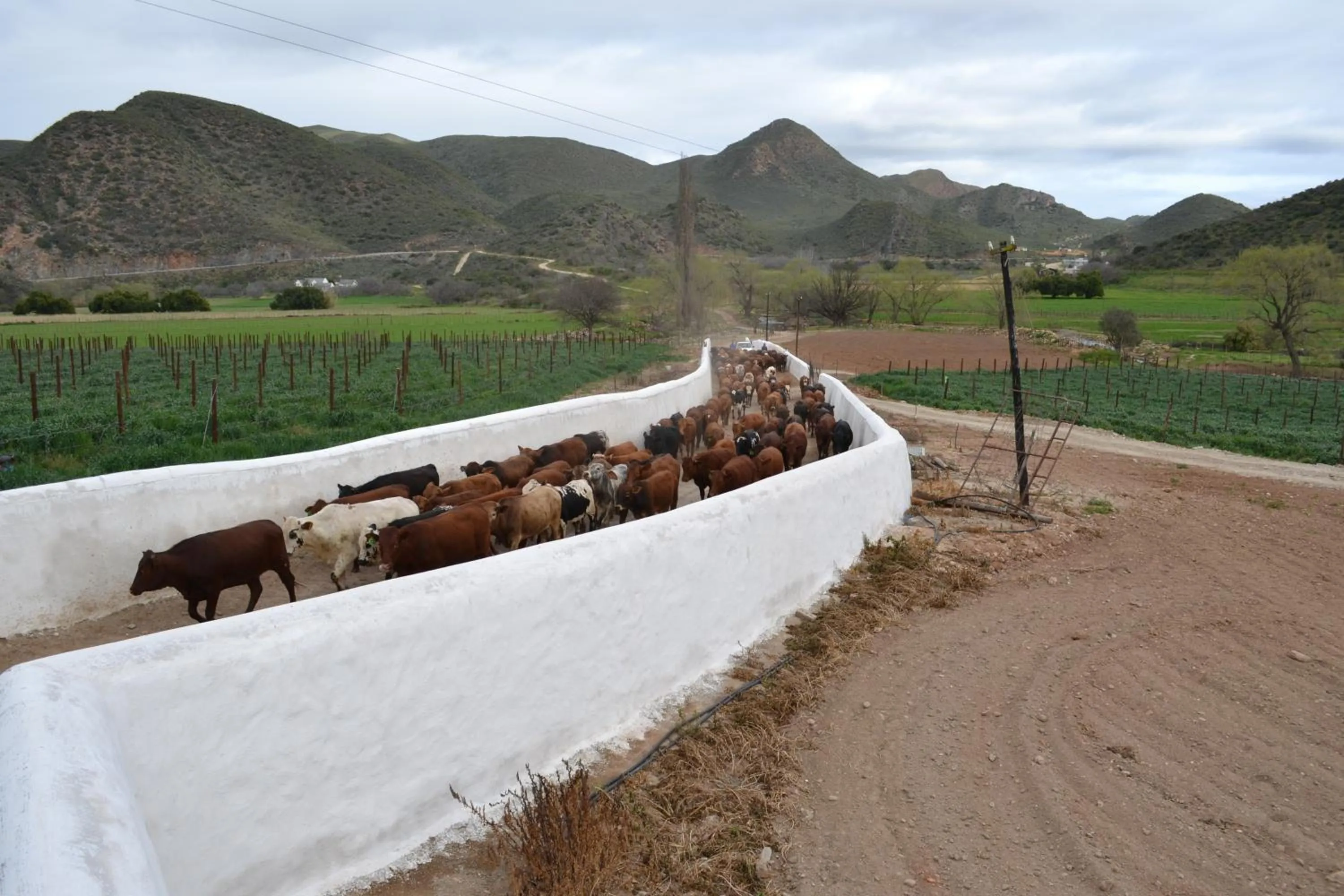 Animals in De Kombuys