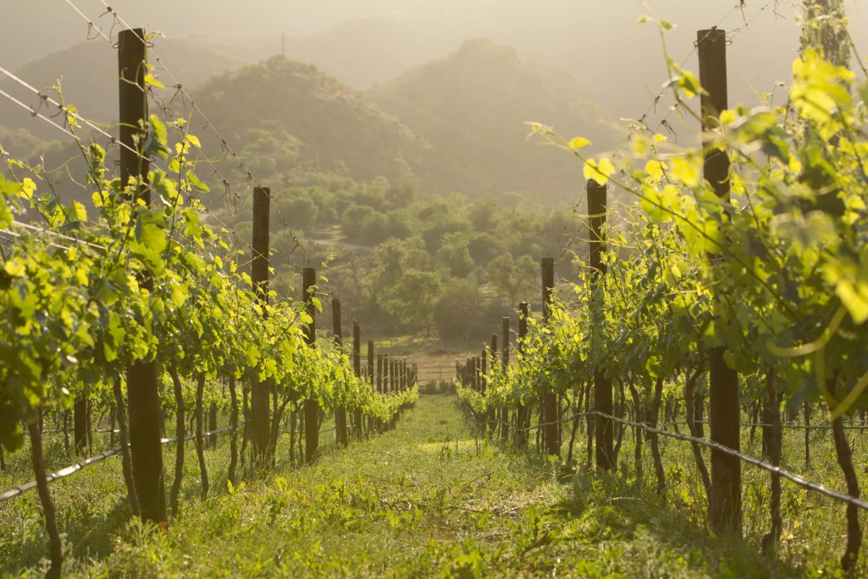 On site in De Kombuys