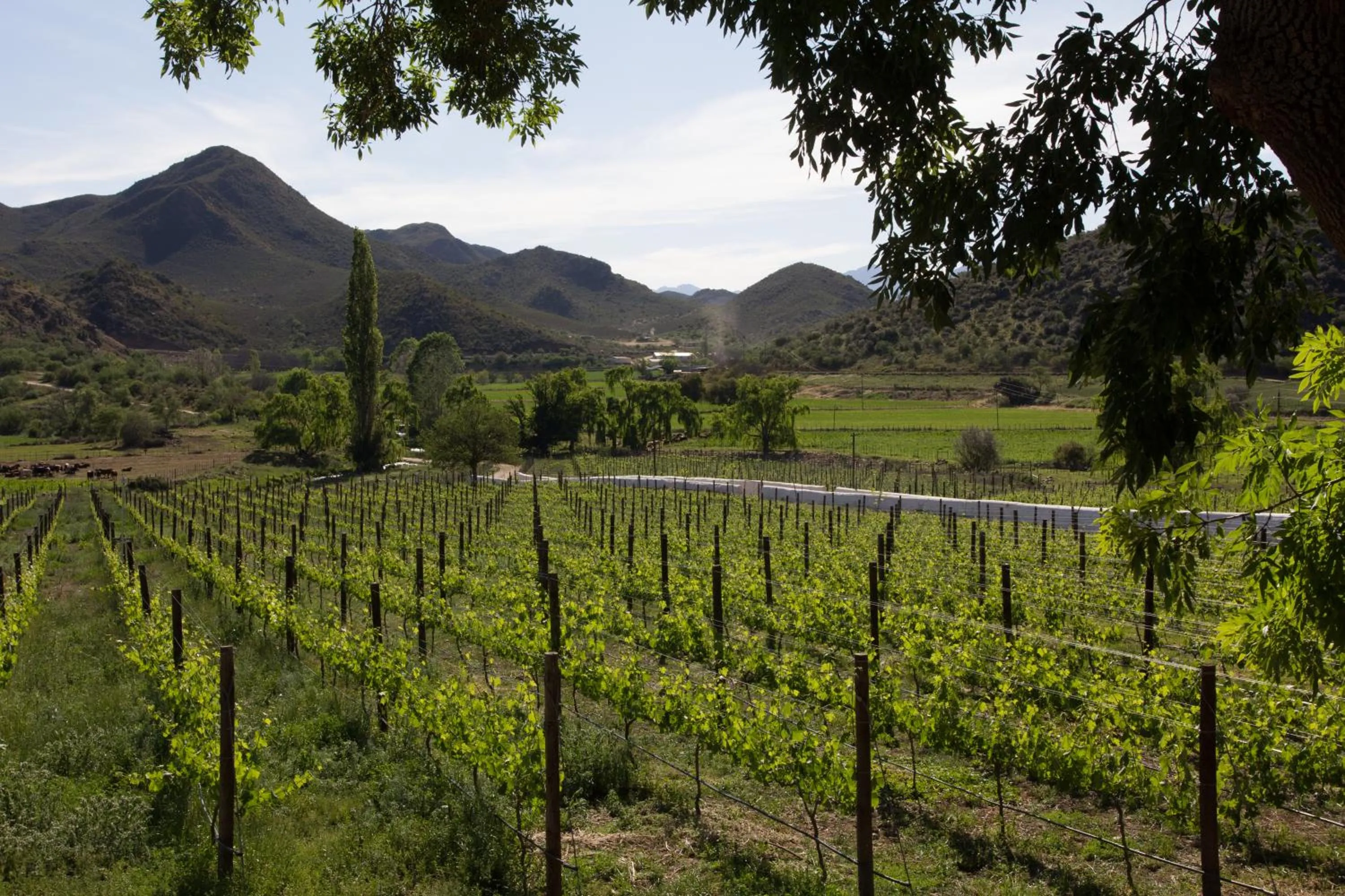 View (from property/room) in De Kombuys