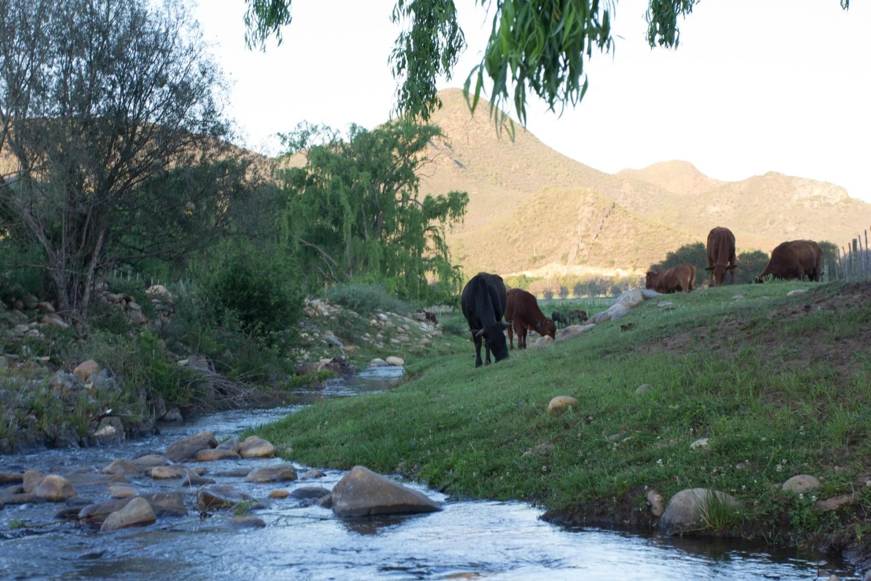 Natural landscape in De Kombuys
