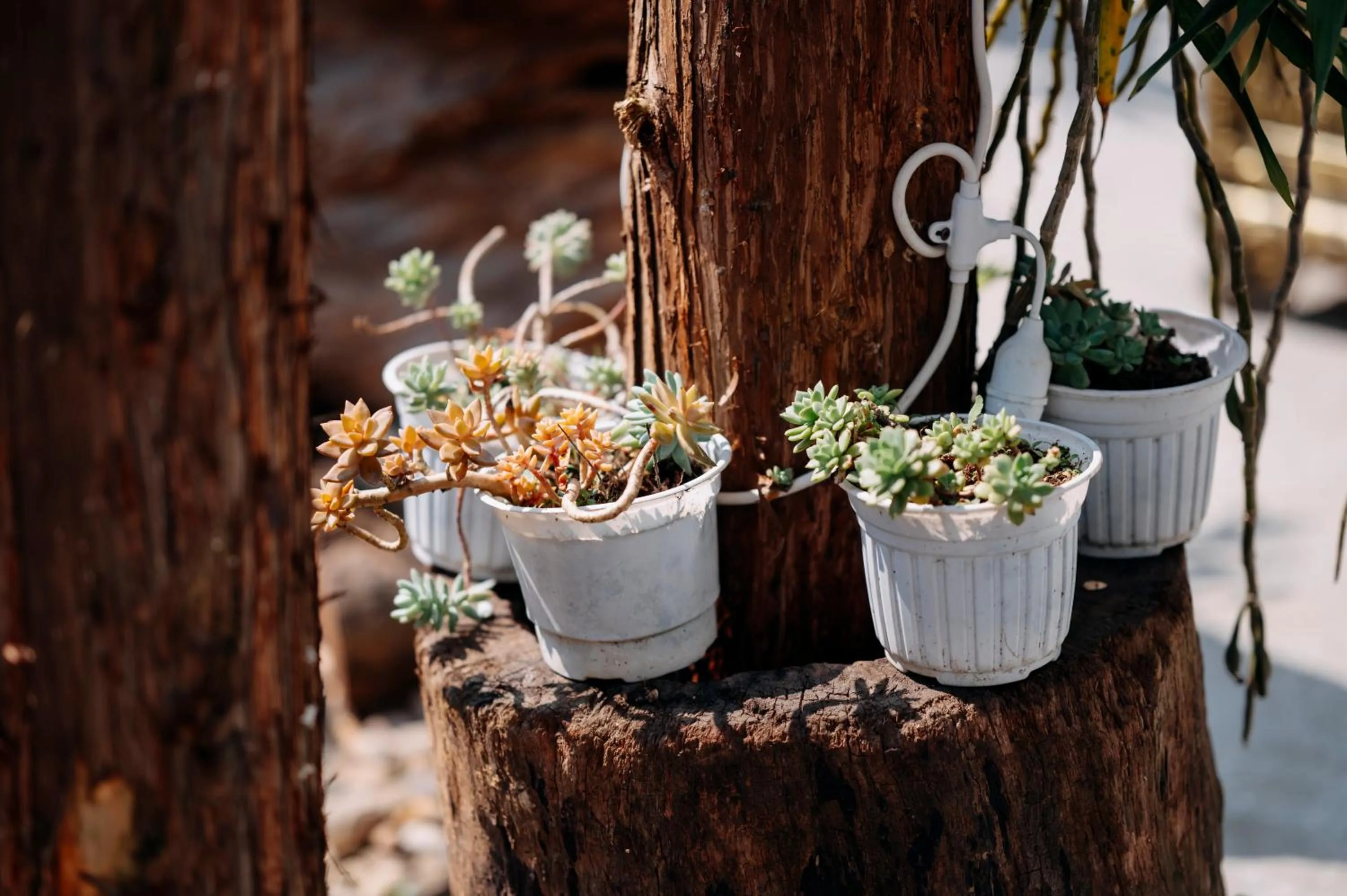 Sinai Bungalow & Hotel SaPa