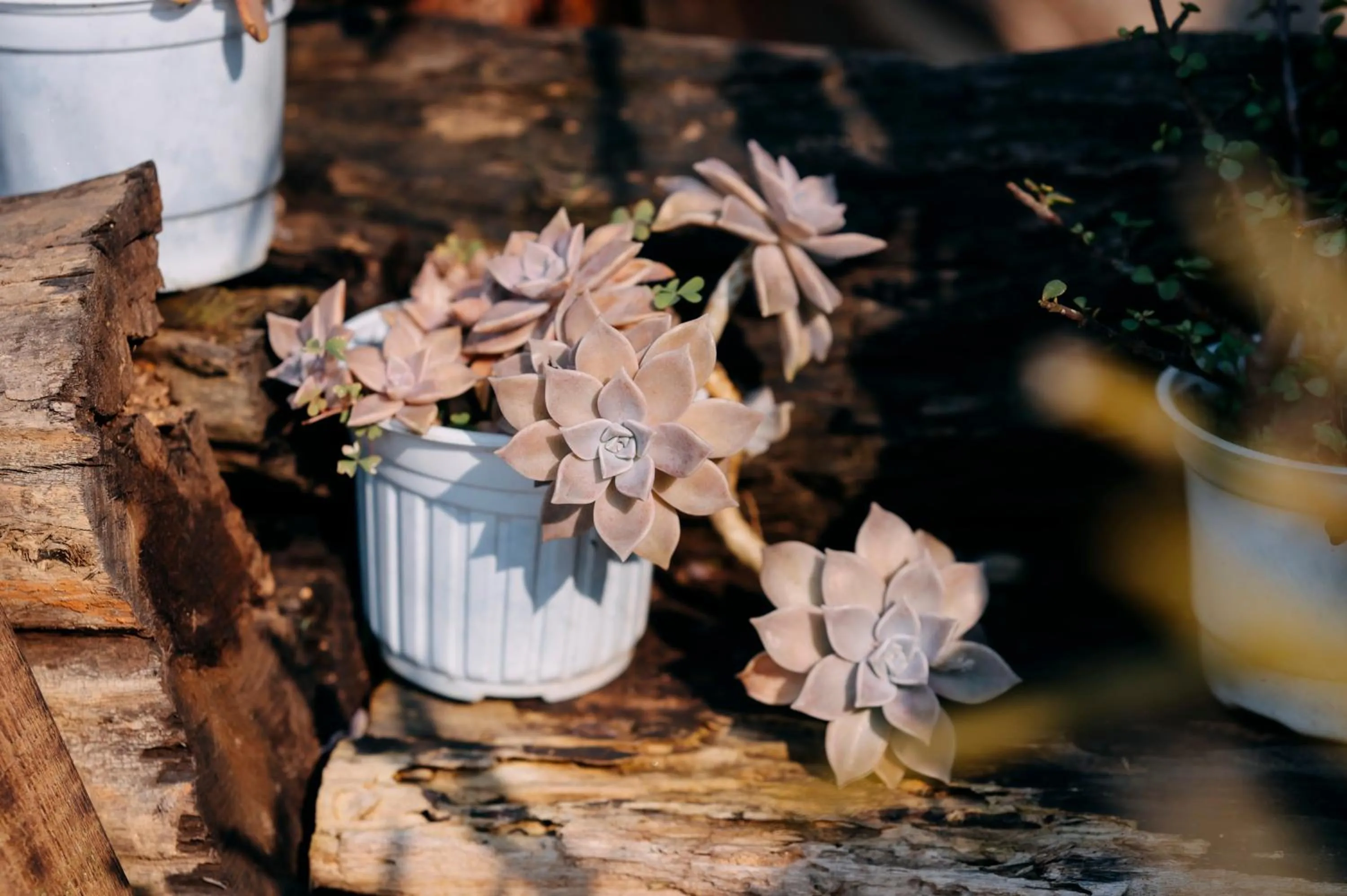 Sinai Bungalow & Hotel SaPa