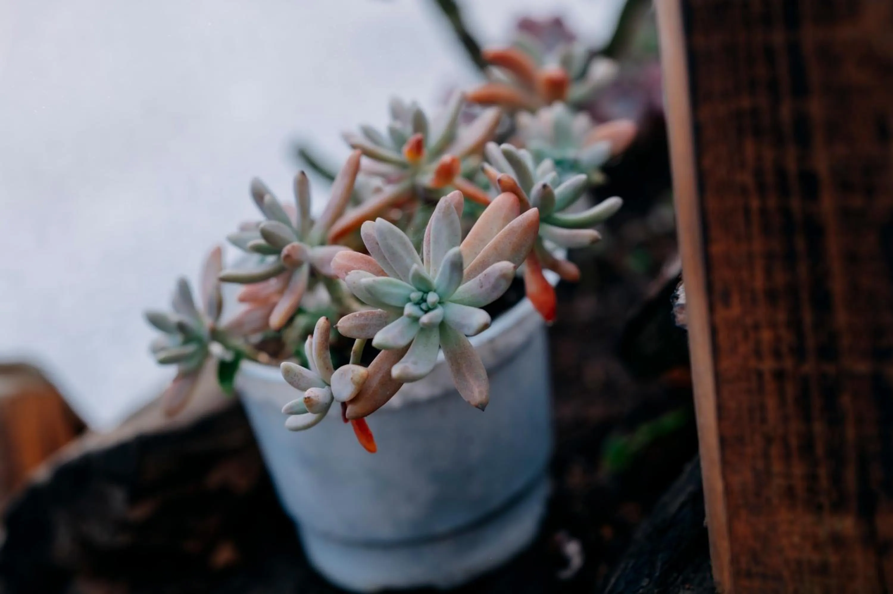 Sinai Bungalow & Hotel SaPa