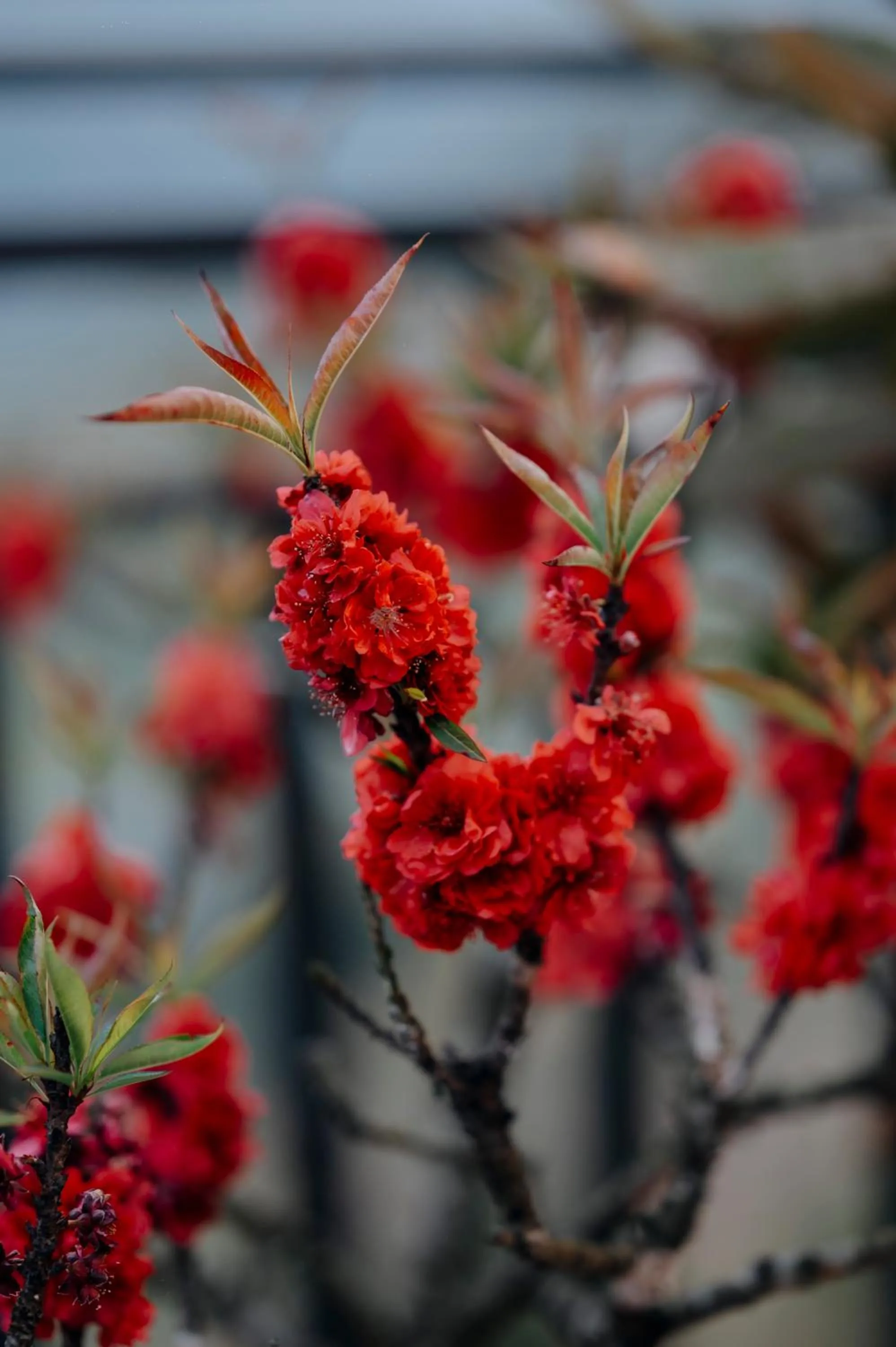 Sinai Bungalow & Hotel SaPa