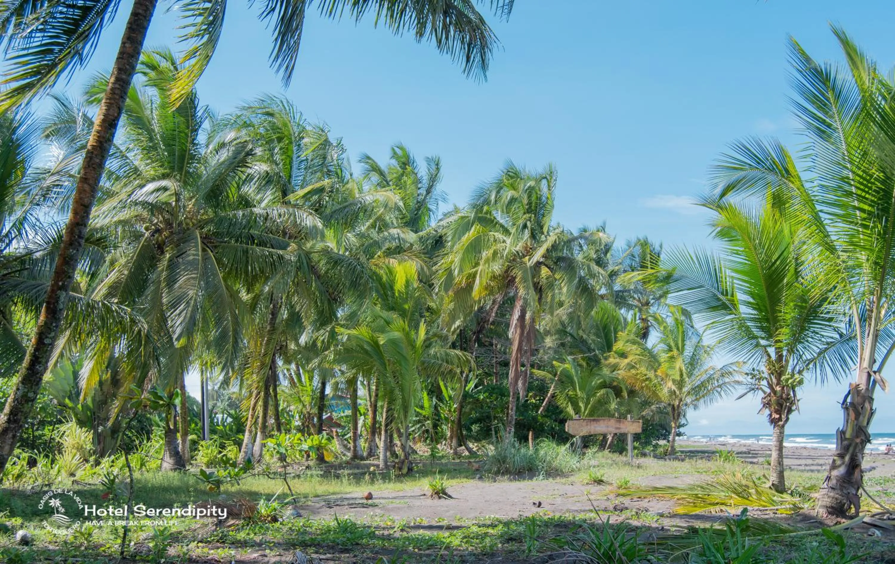 Day in El Deseo Serendipity Tortuguero