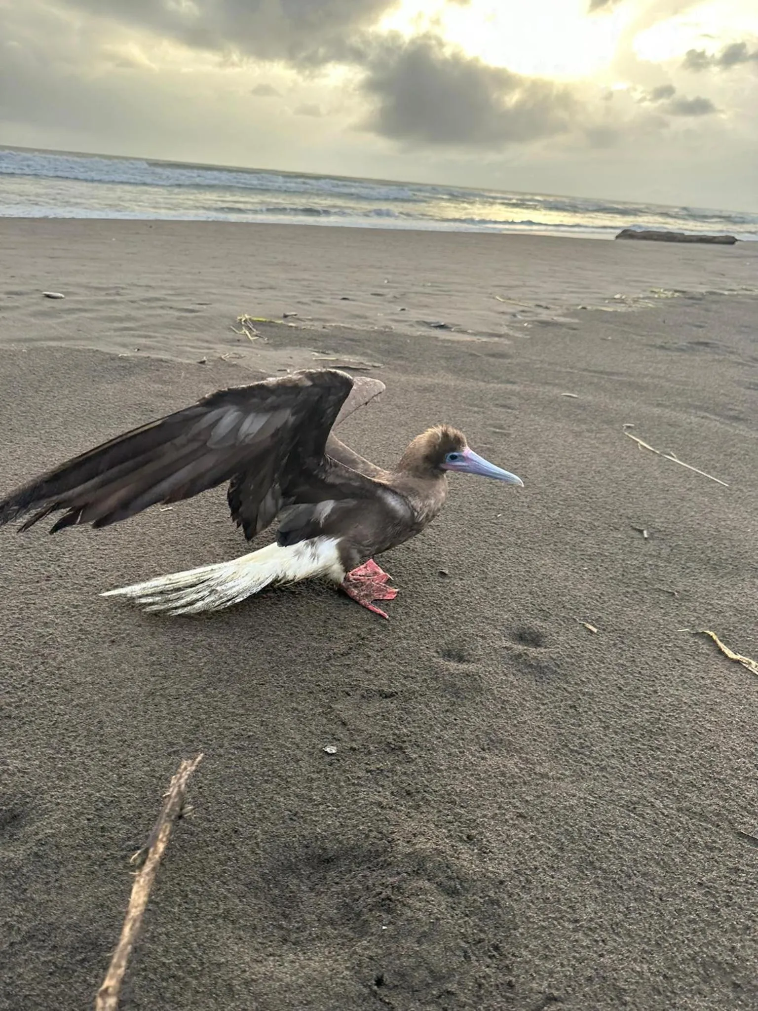 Animals in El Deseo Serendipity Tortuguero