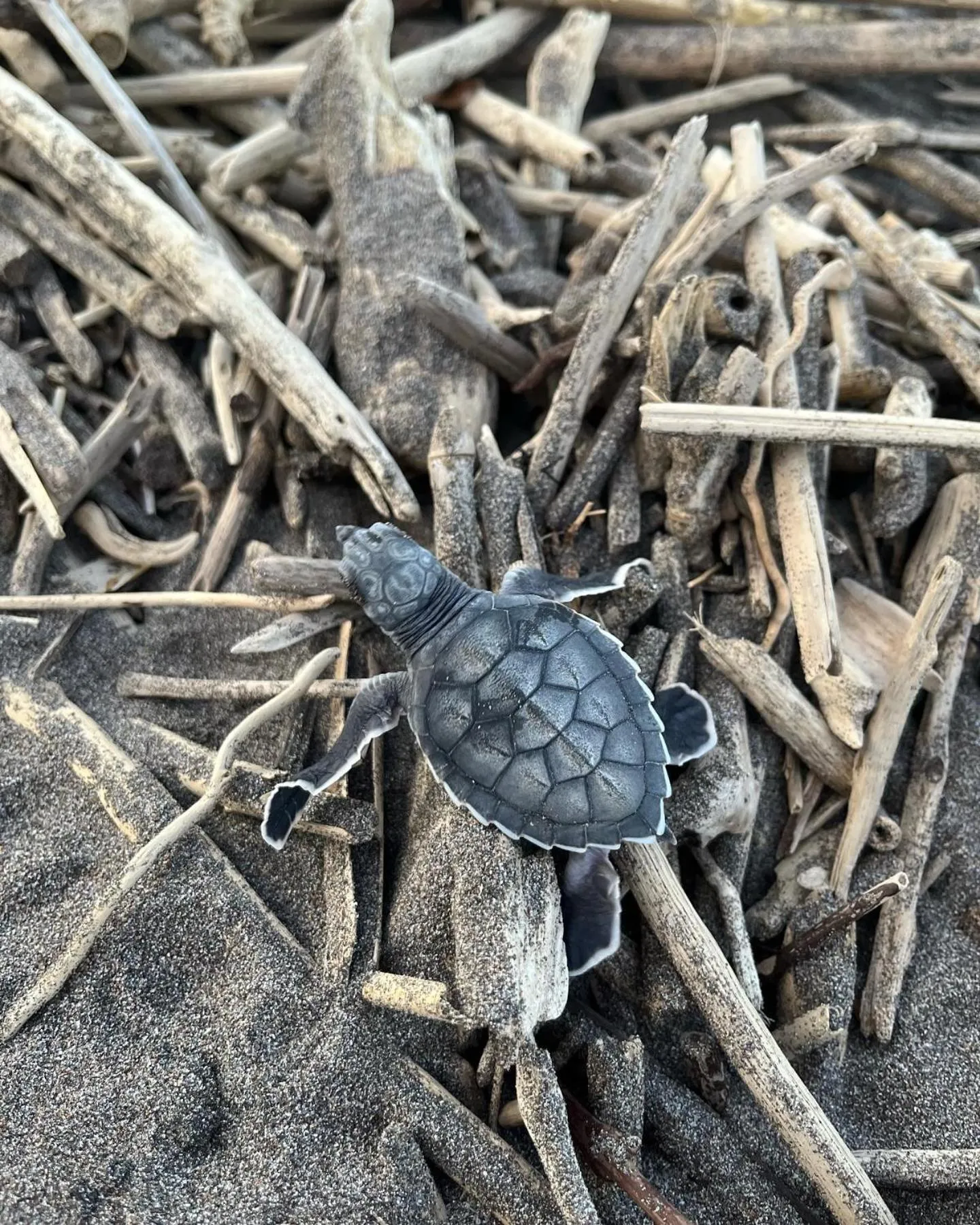 Day in El Deseo Serendipity Tortuguero