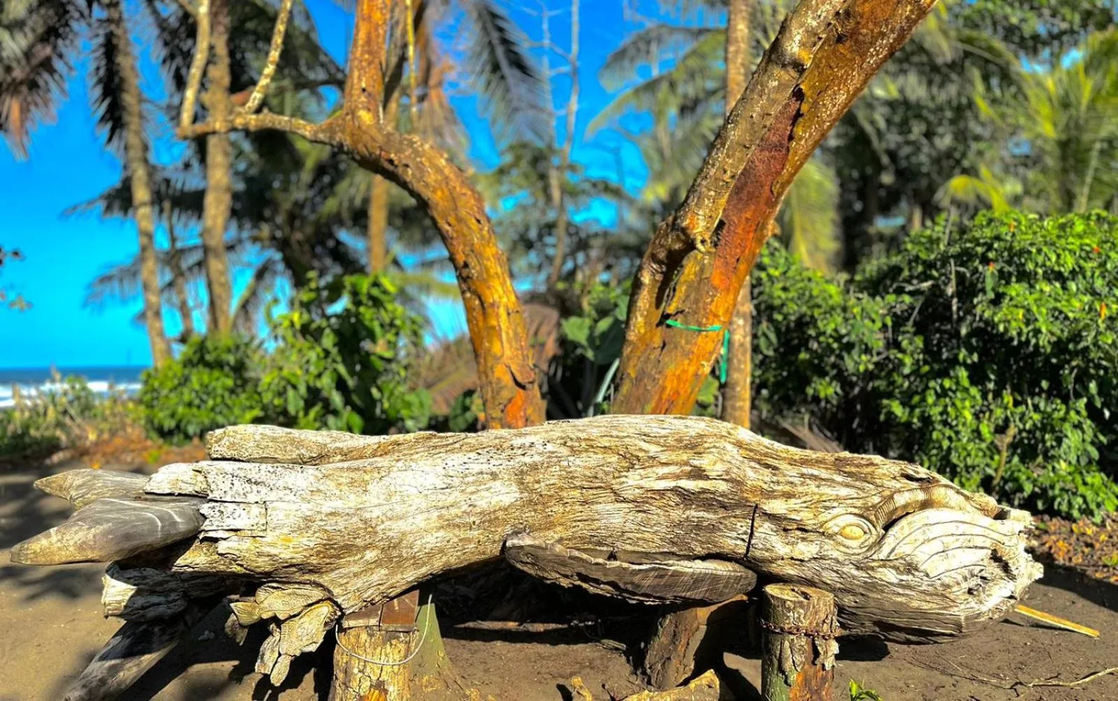 Day in El Deseo Serendipity Tortuguero