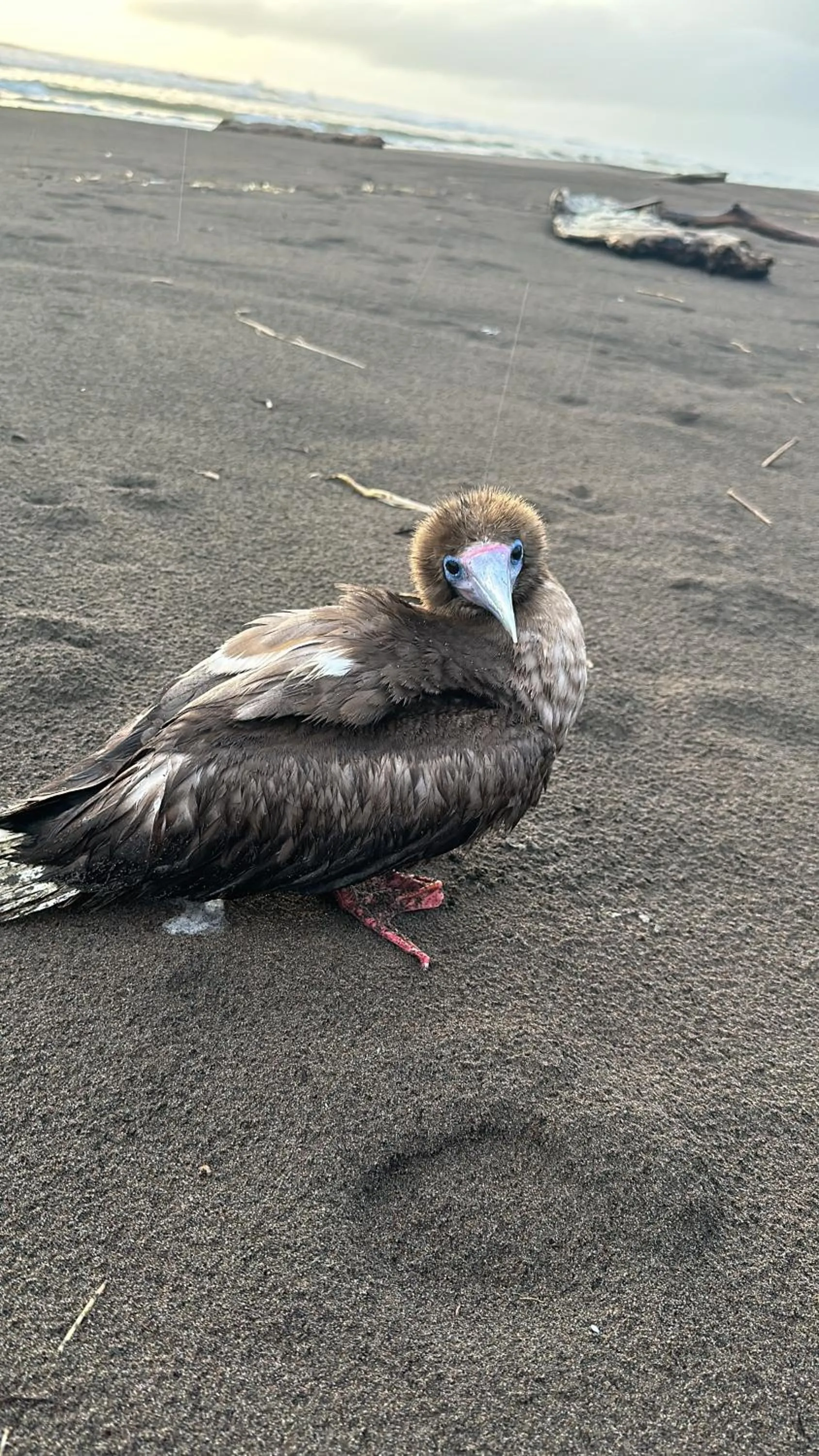 Animals in El Deseo Serendipity Tortuguero