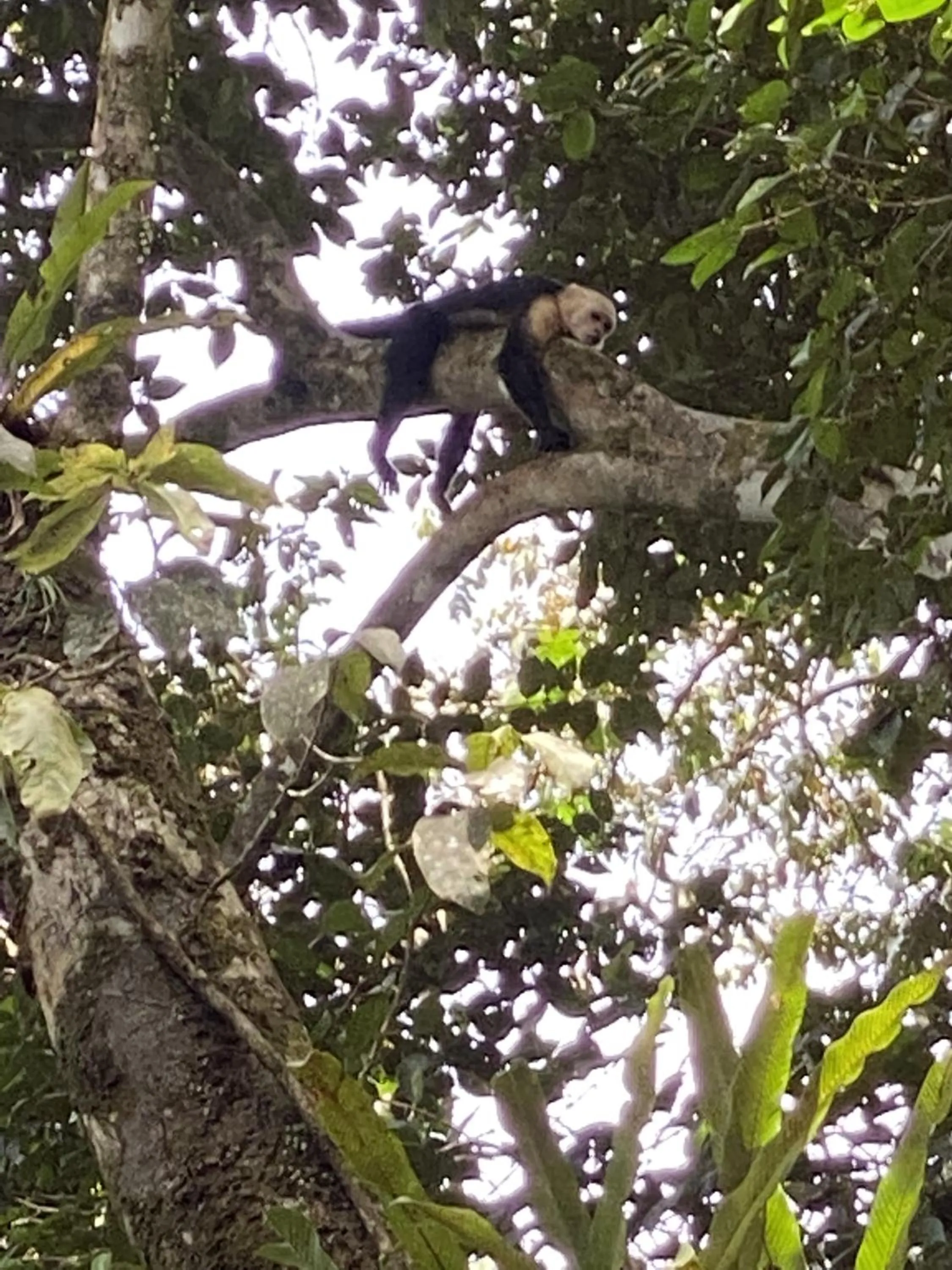 Day in El Deseo Serendipity Tortuguero
