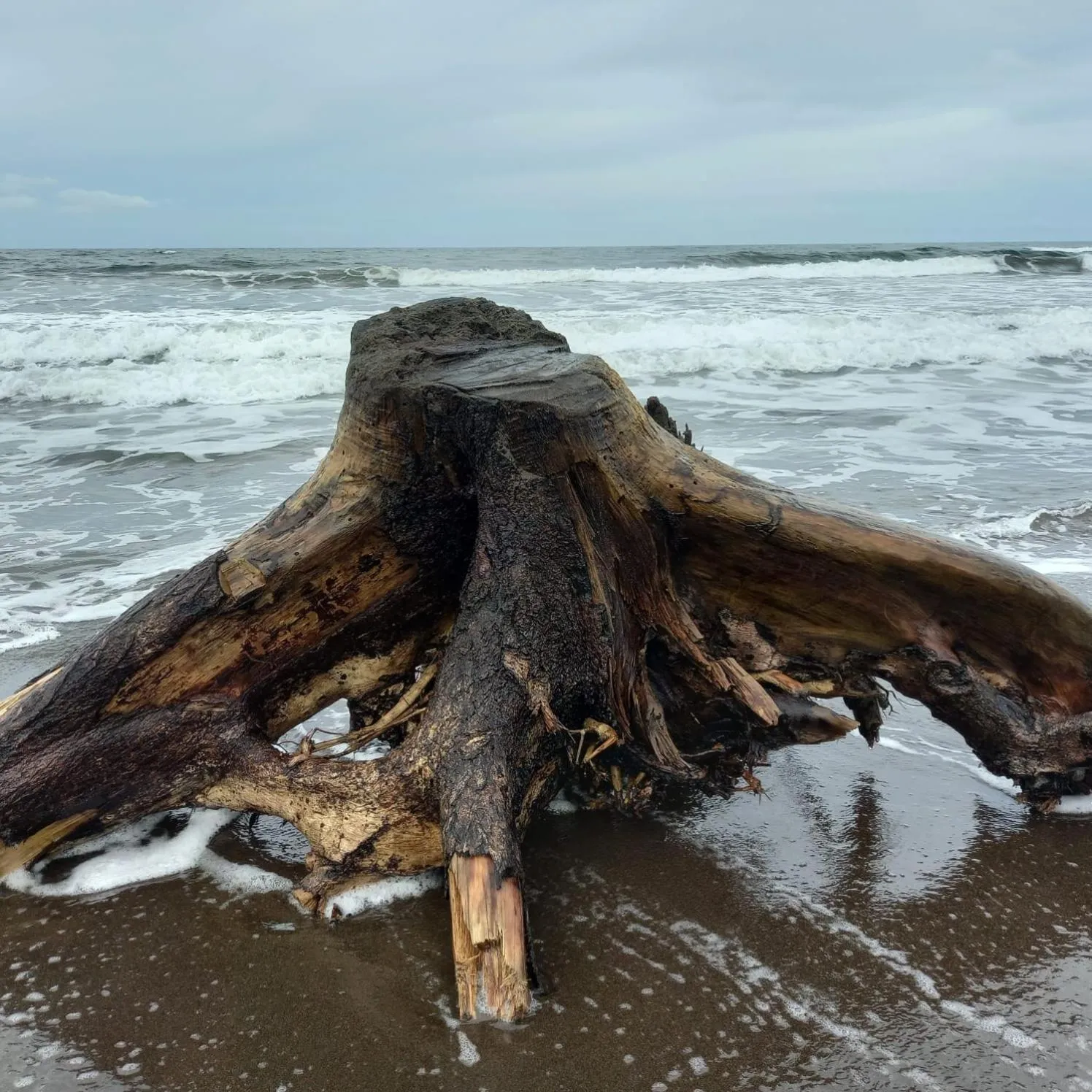 Day in El Deseo Serendipity Tortuguero