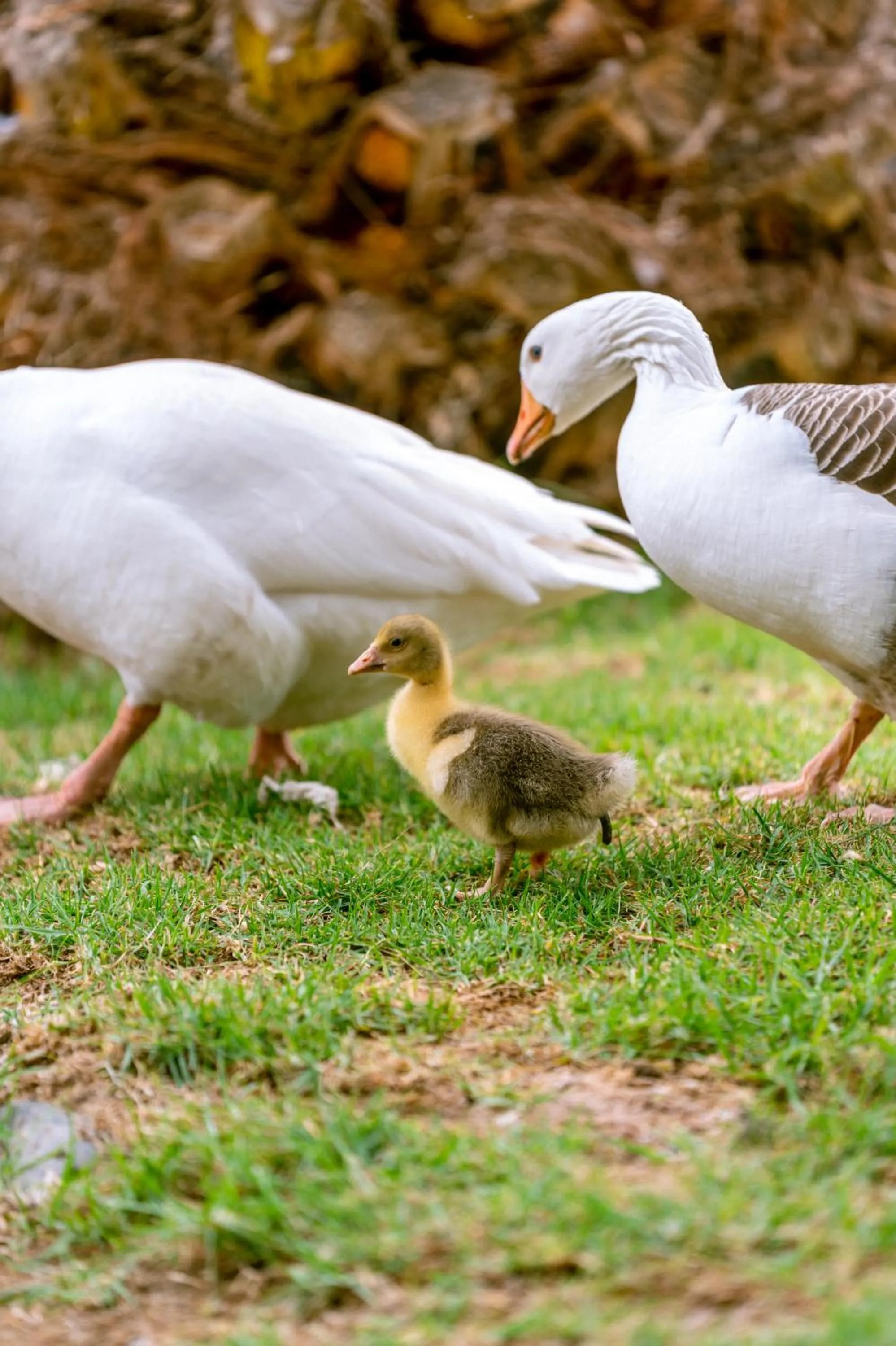 Off site in Hotel Naturaleza Vertientes de Elqui