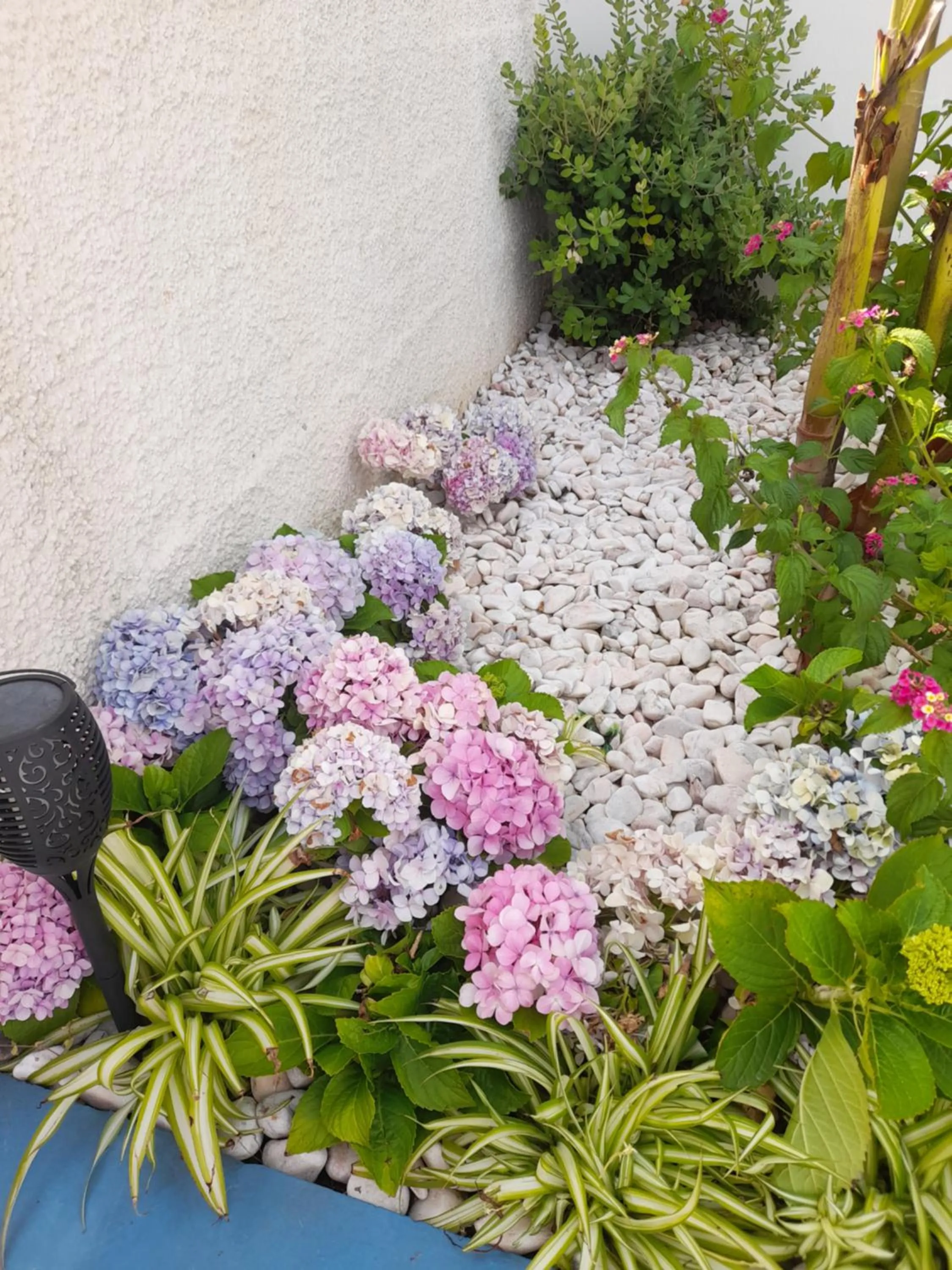 Garden in Mediterrâneo Madeira