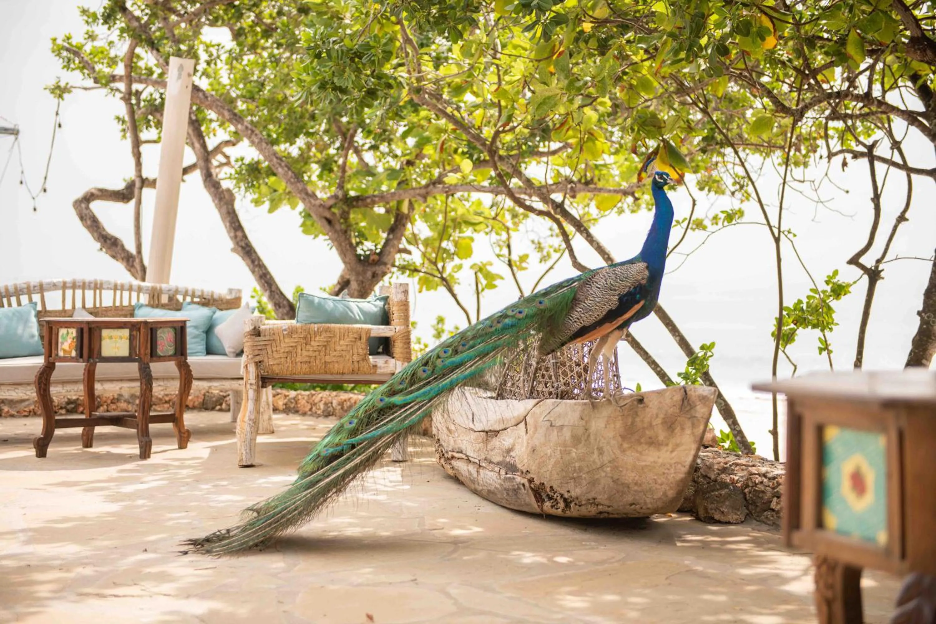 Garden view in Chale Island Resort