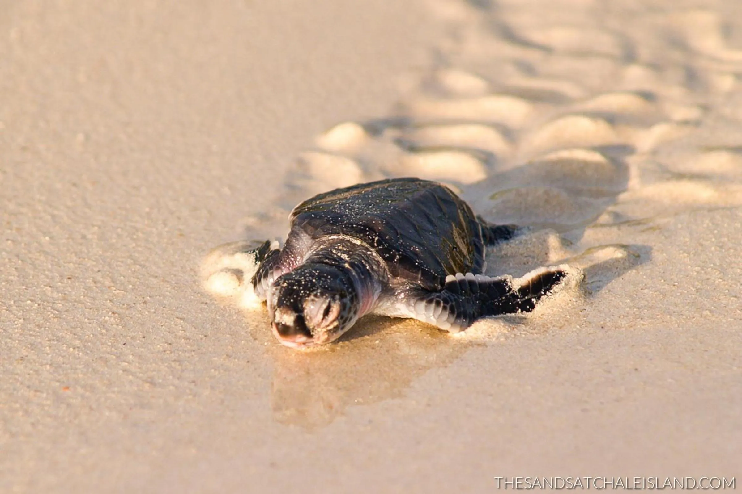 Animals in Chale Island Resort