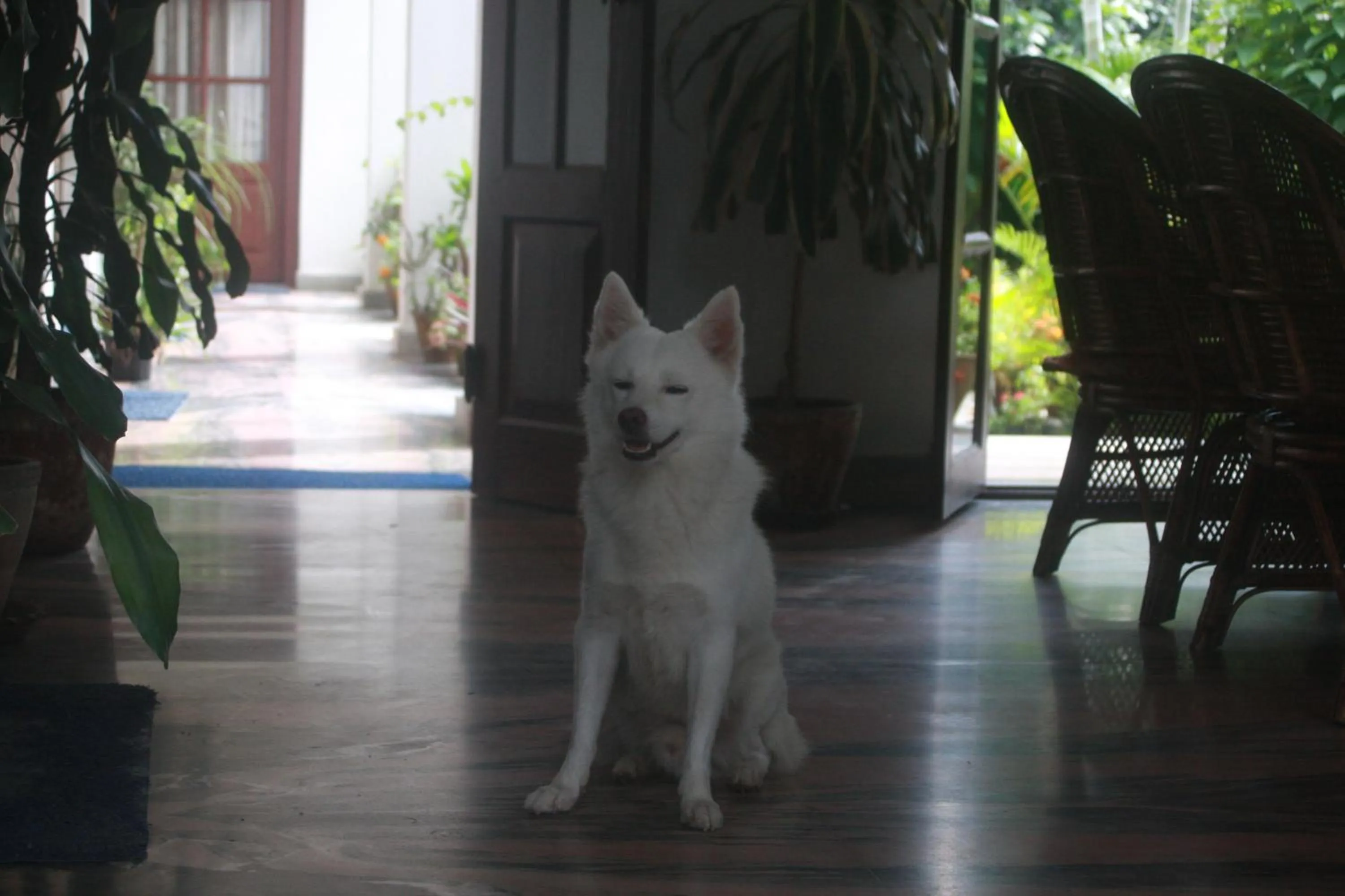 Pets in Vagabond Guest House