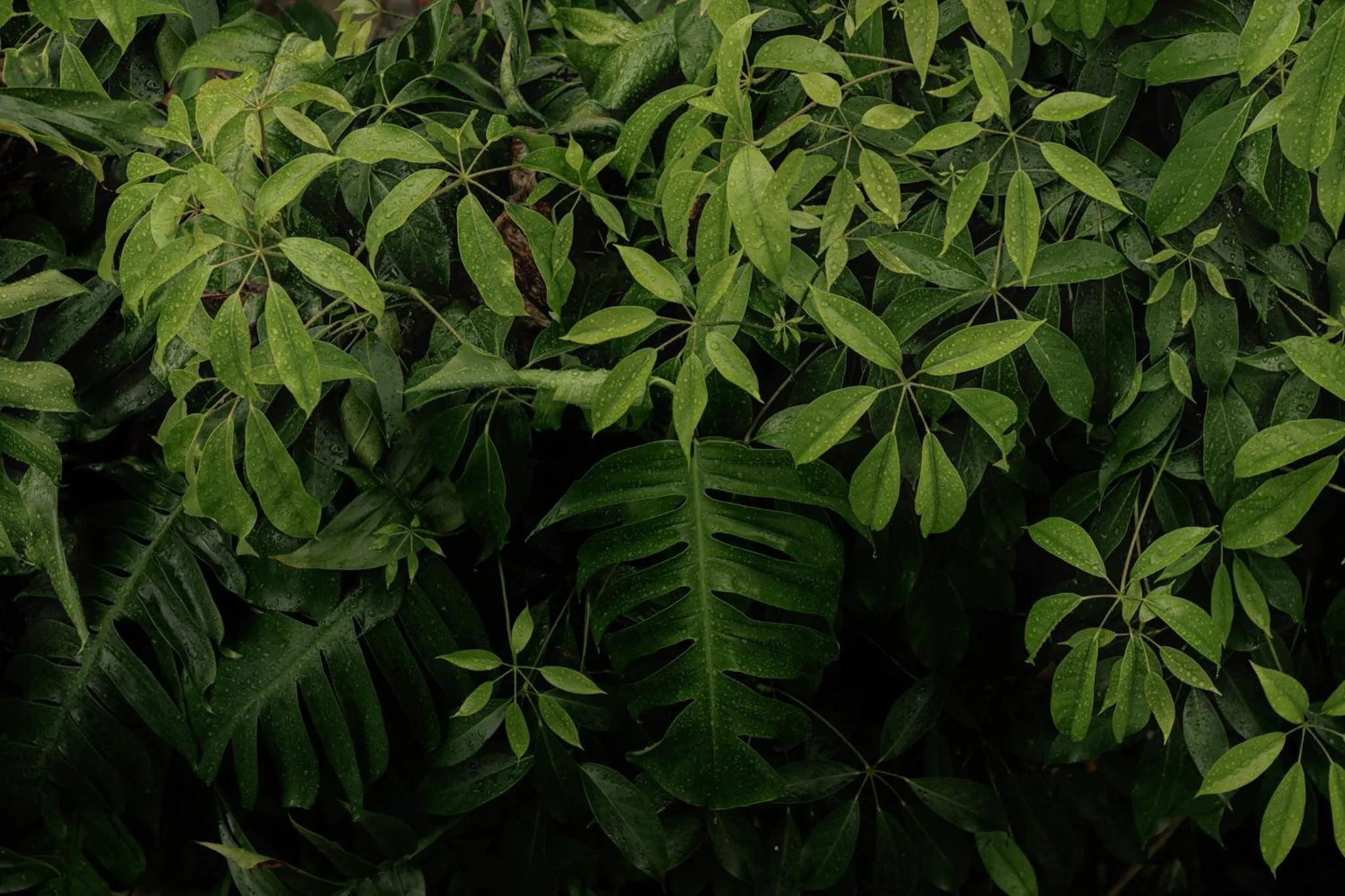 Garden in Vagabond Guest House